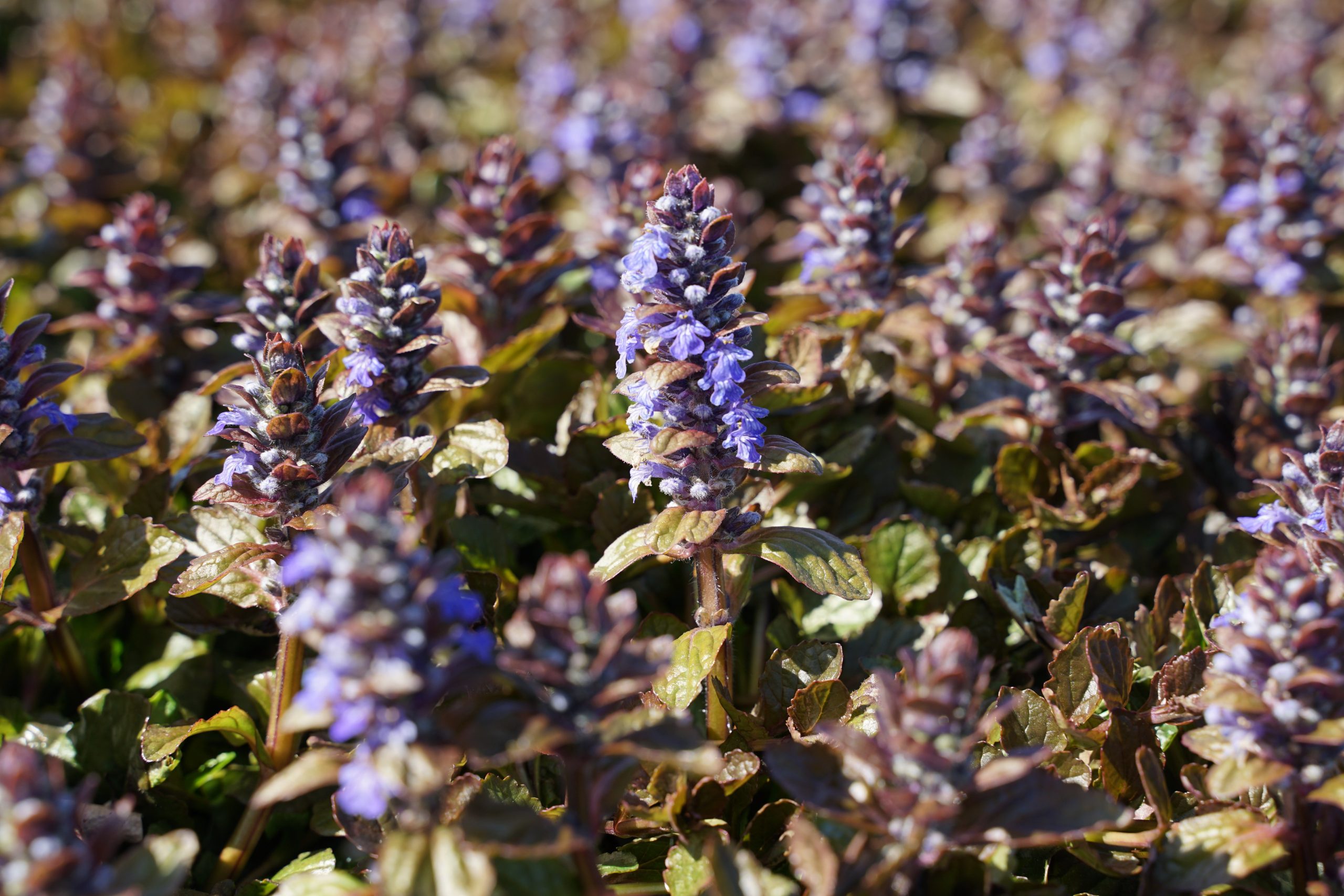 164_ajuga_reptans_braunherz_SS_003.jpeg