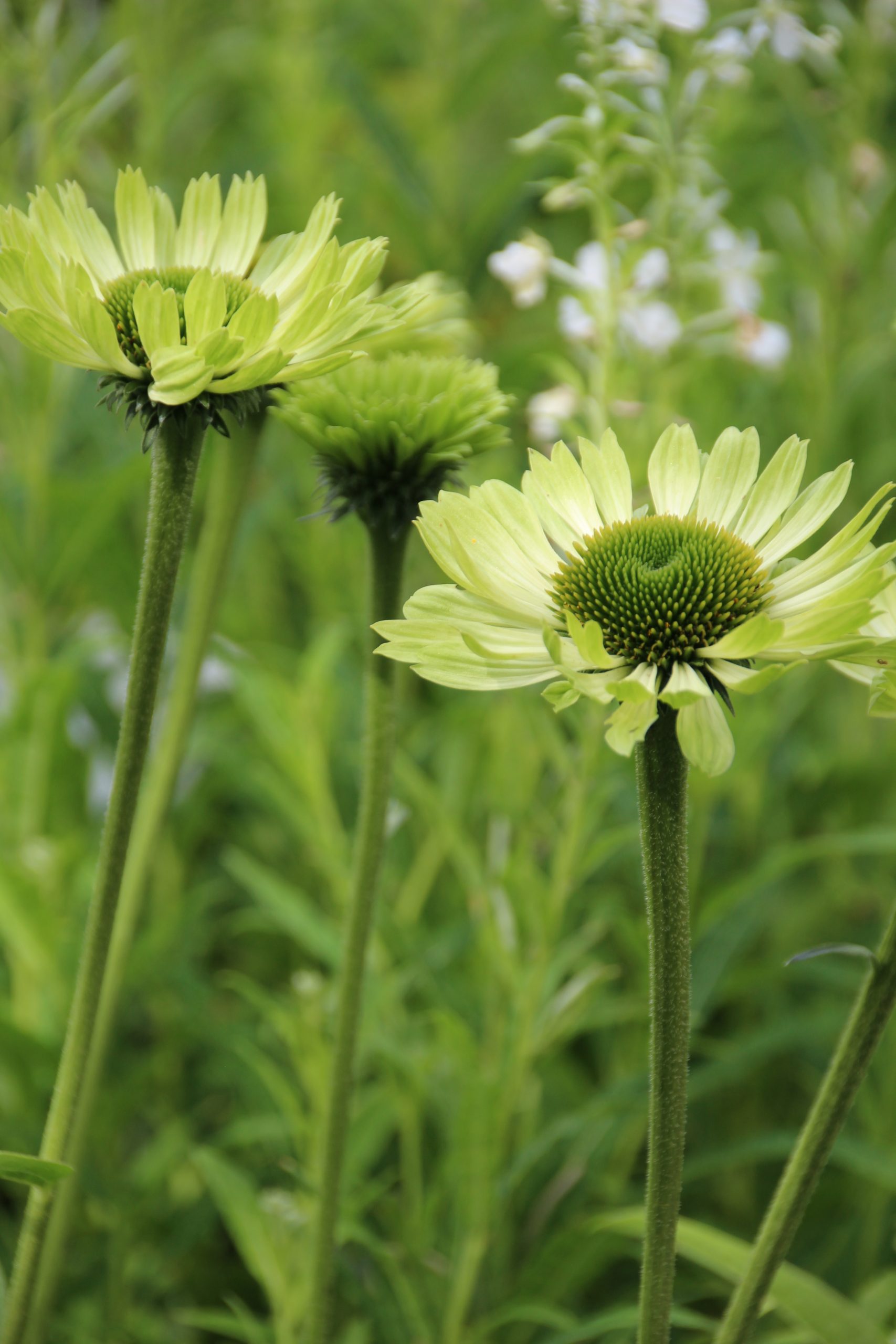 1651_echinacea_purpurea_green_jewel_SS_001.jpeg