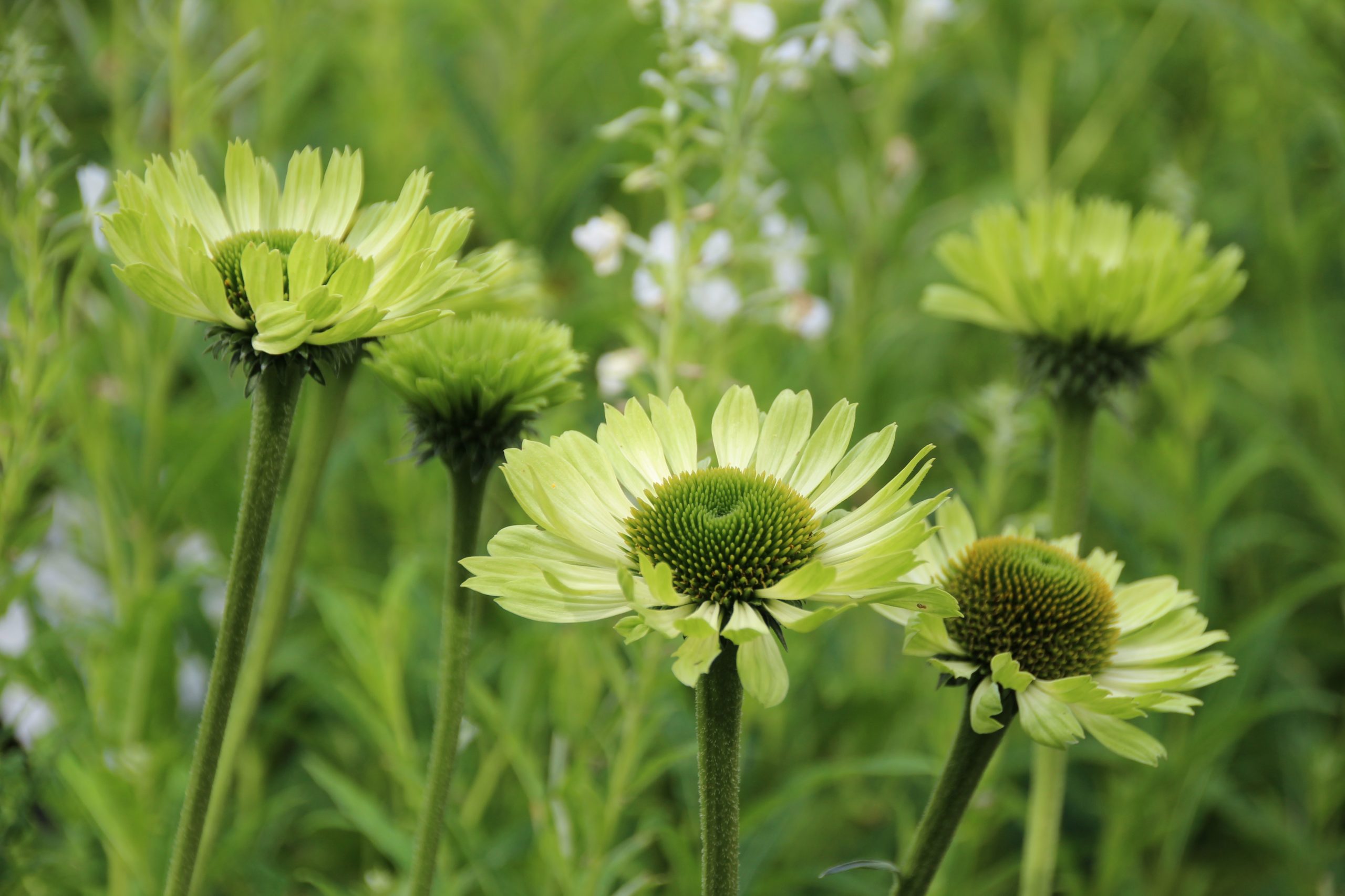 1652_echinacea_purpurea_green_jewel_SS_002.jpeg