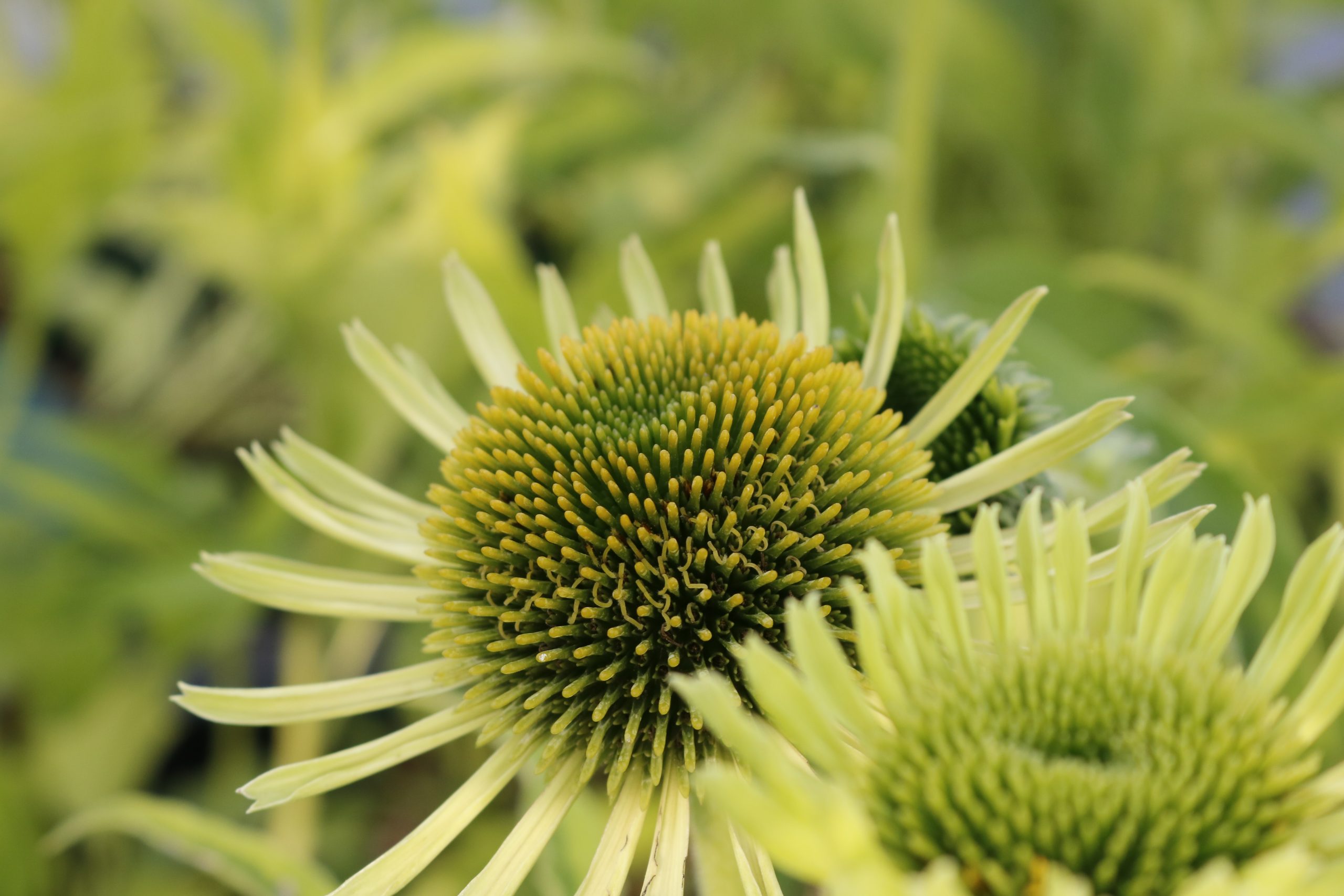 1653_echinacea_purpurea_green_jewel_XS_003.jpeg