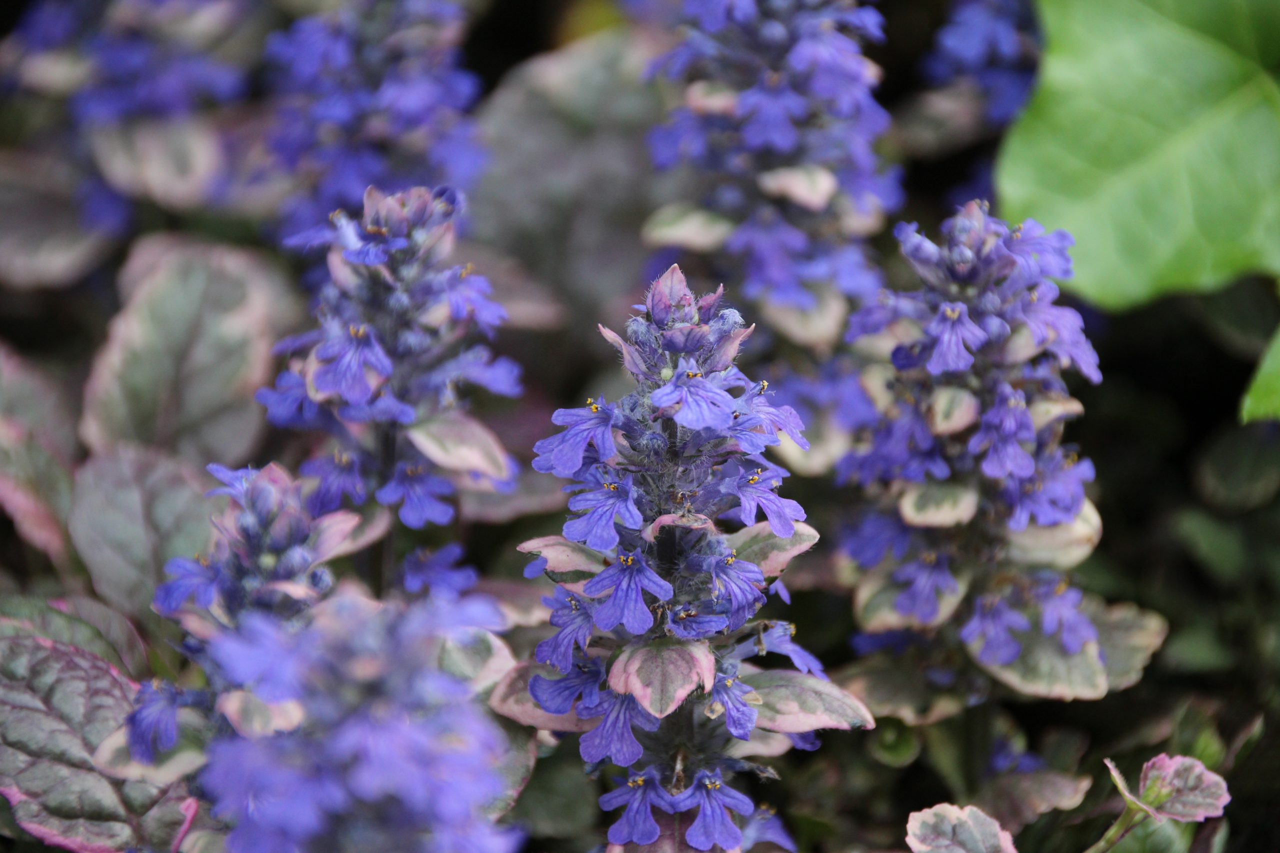 165_ajuga_reptans_burgundy_glow_SS_002.jpeg