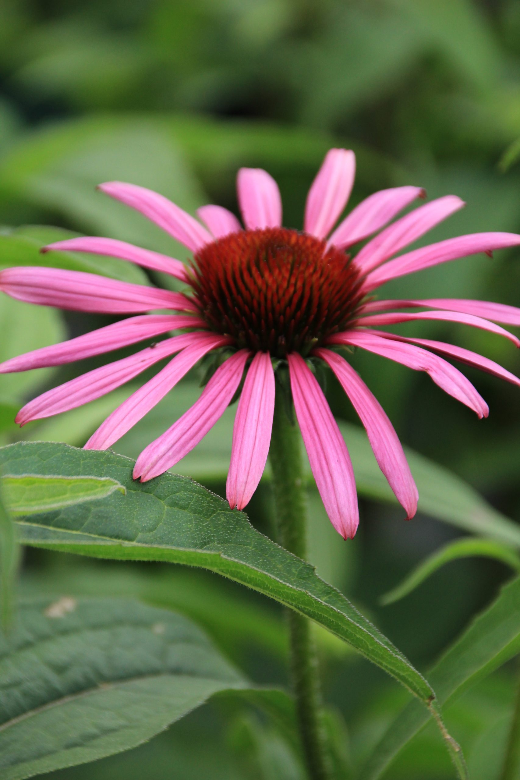 1666_echinacea_purpurea_leuchtstern_SS_001.jpeg