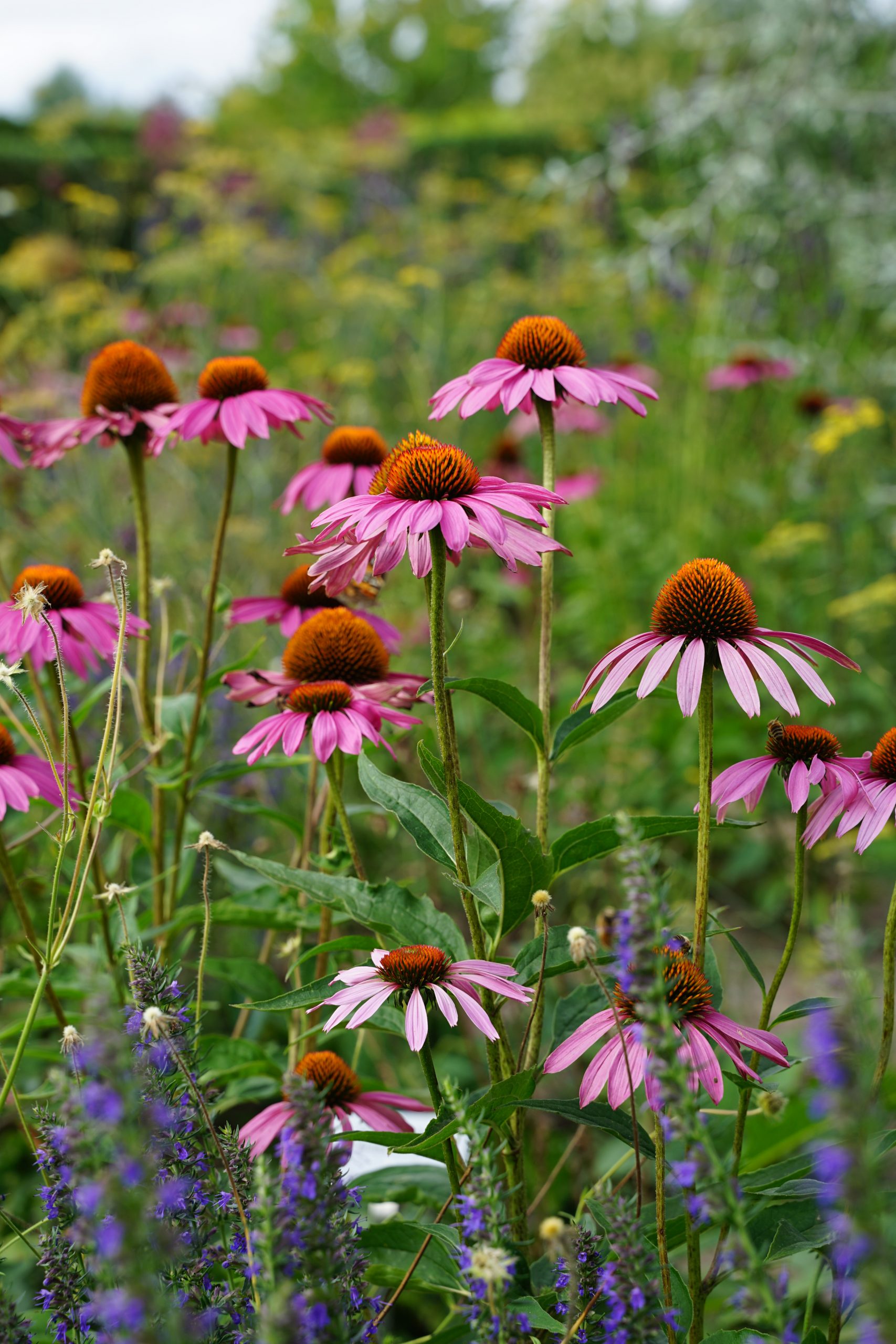 1668_echinacea_purpurea_leuchtstern_SS_003.jpeg