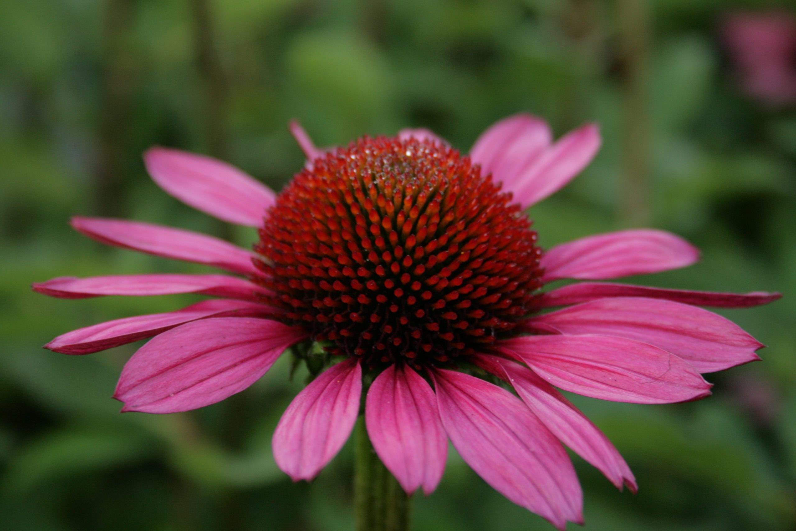 1669_echinacea_purpurea_little_magnus_SS_001.jpeg