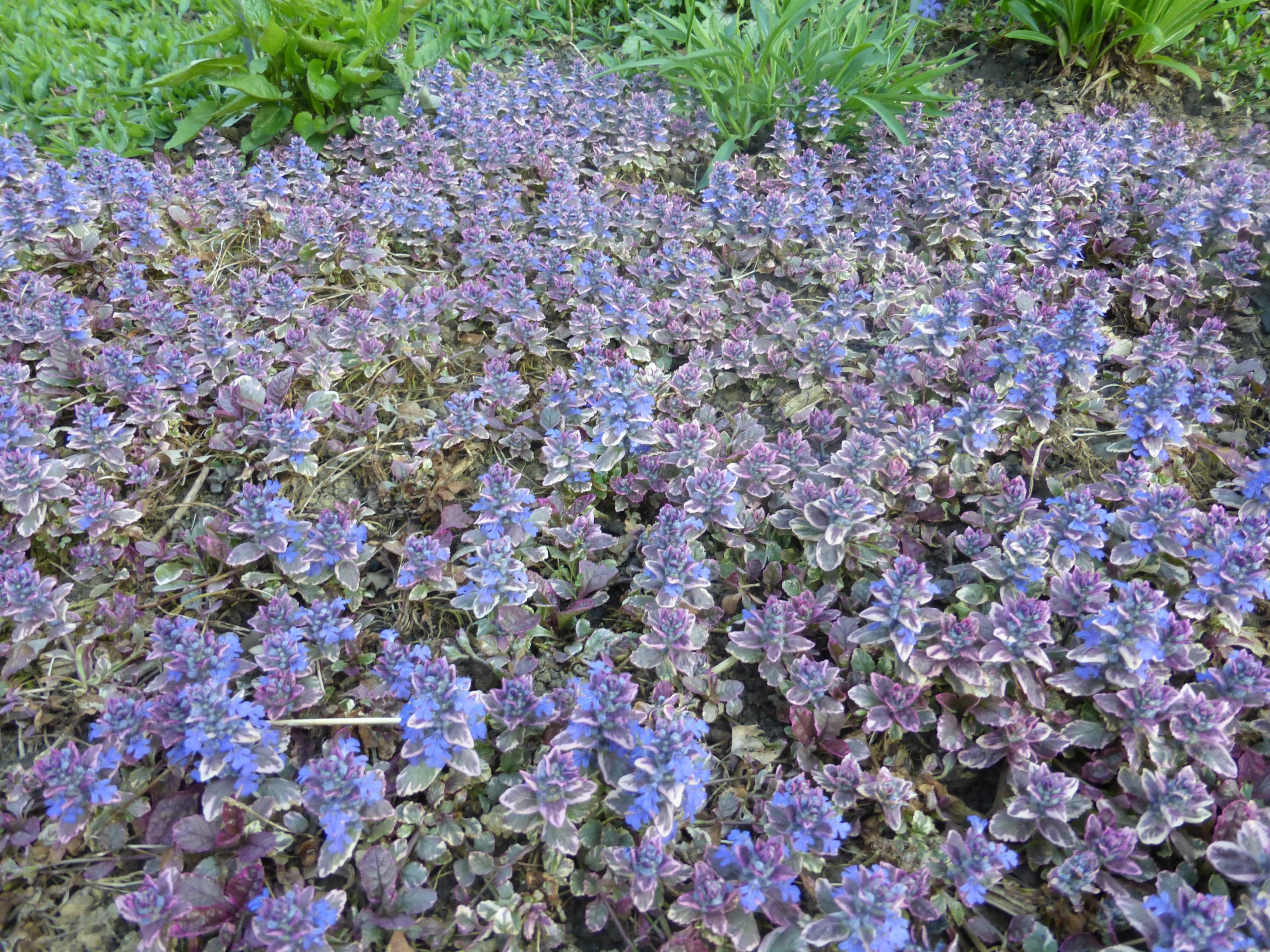 166_ajuga_reptans_burgundy_glow_SS_003.jpeg