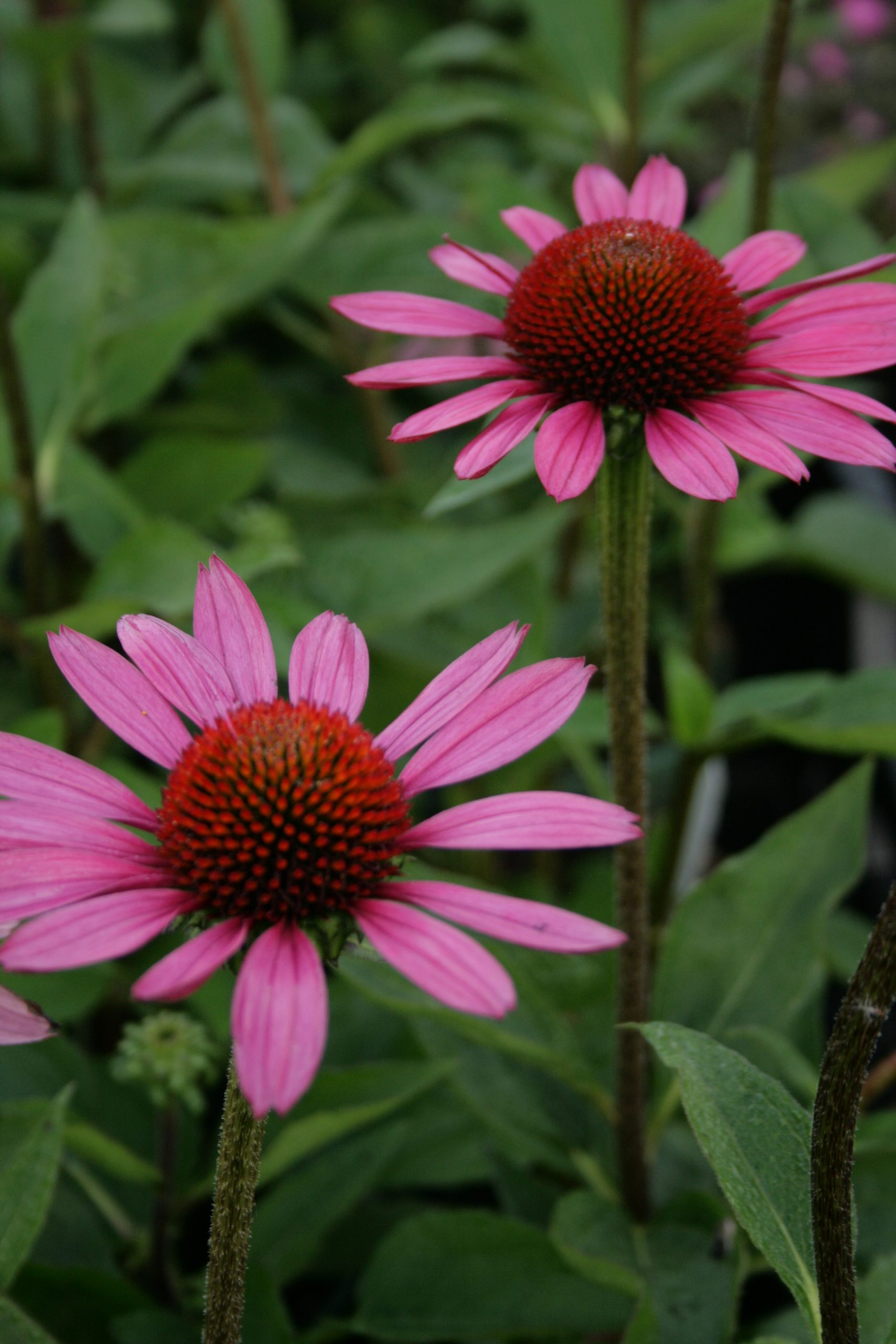 1670_echinacea_purpurea_little_magnus_SS_002.jpeg