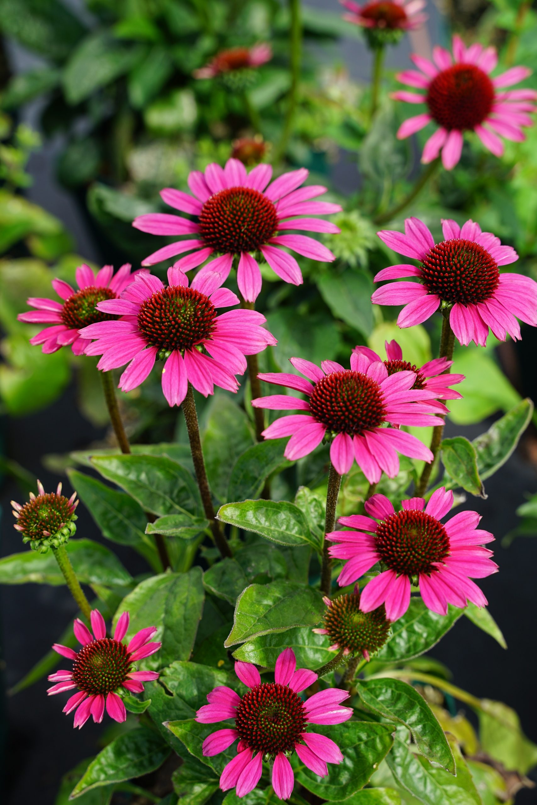 1671_echinacea_purpurea_little_magnus_SS_003.jpeg