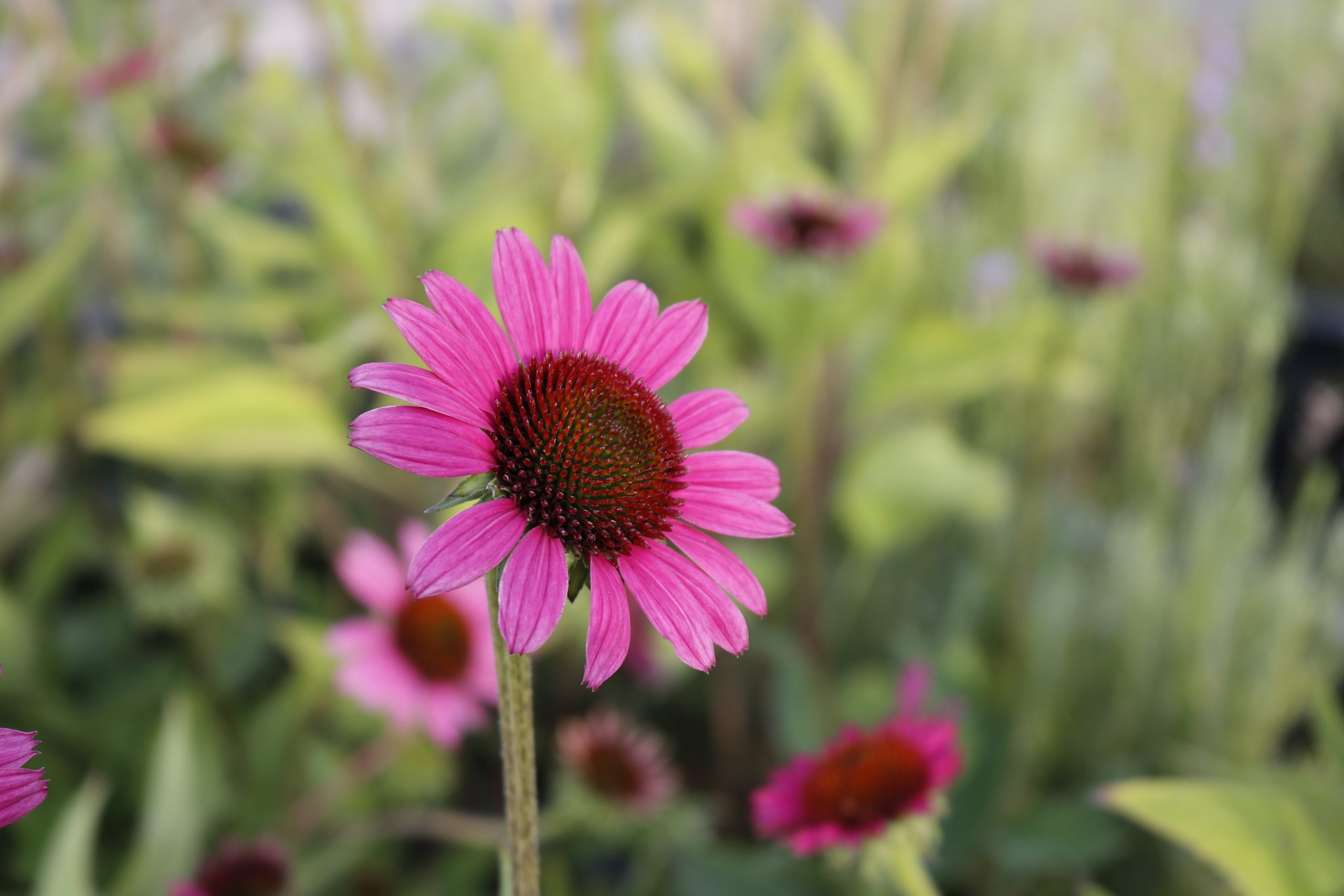 1672_echinacea_purpurea_little_magnus_XS_004.jpeg