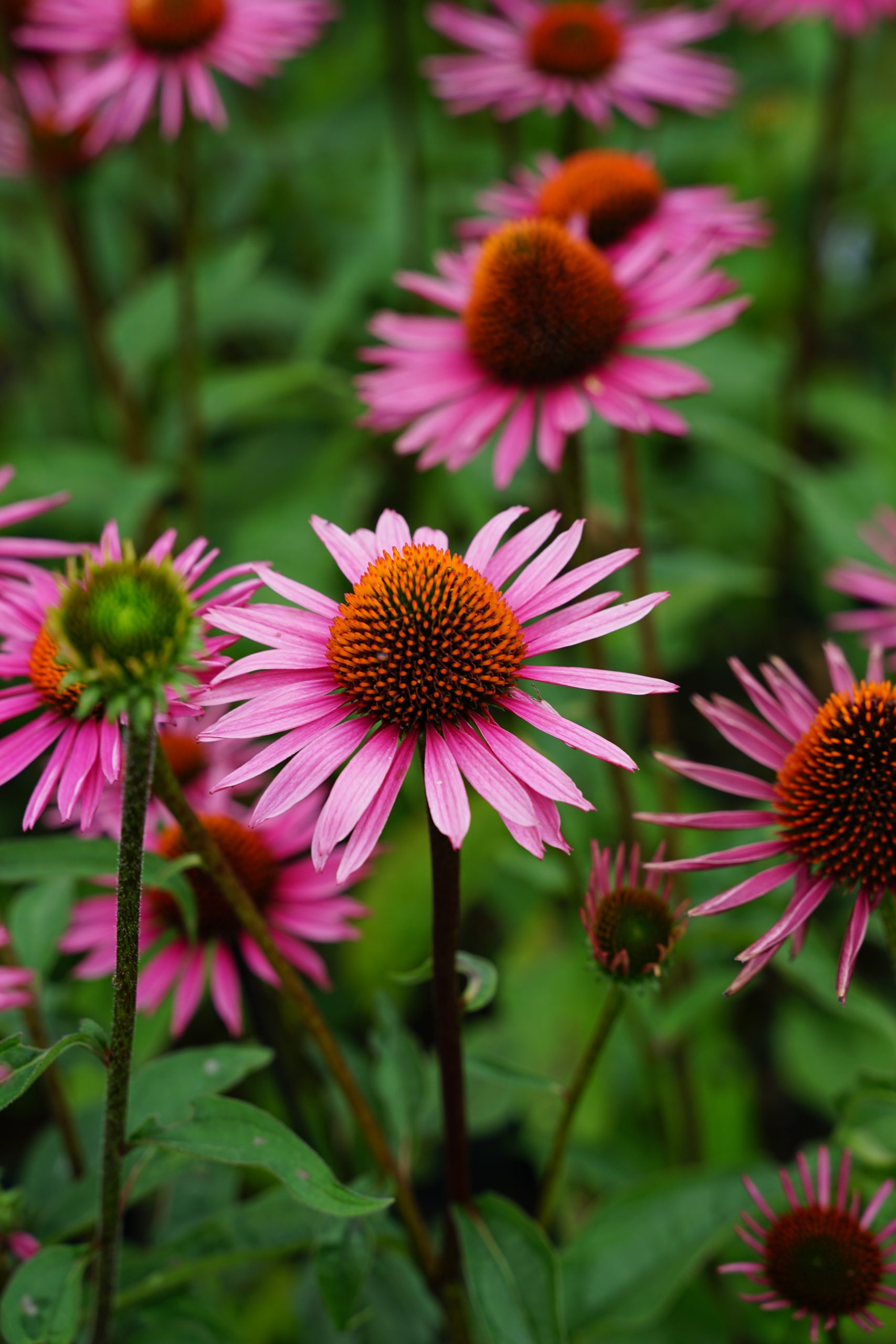 1678_echinacea_purpurea_pica_bella_SS_001.jpeg