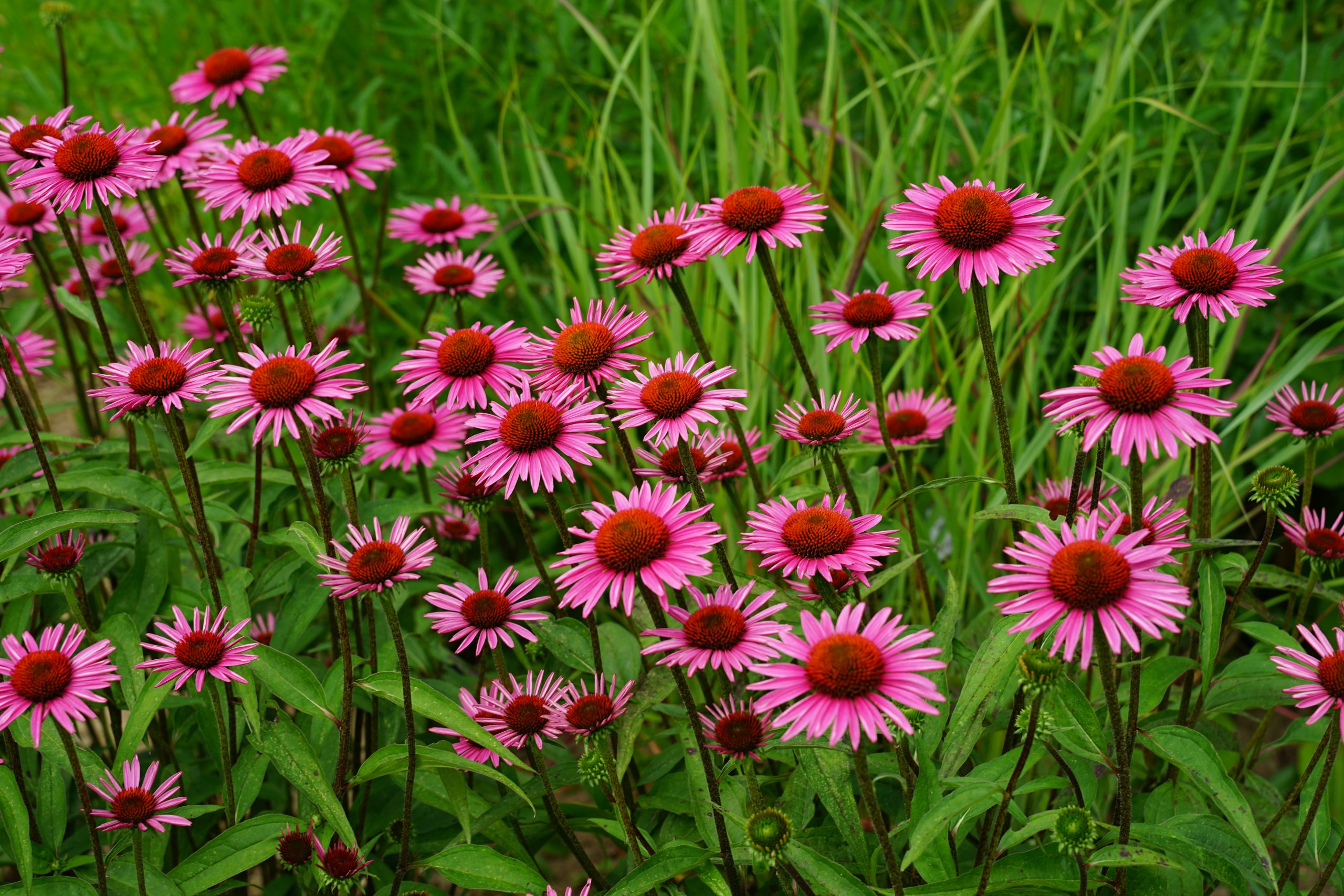 1679_echinacea_purpurea_pica_bella_SS_002.jpeg
