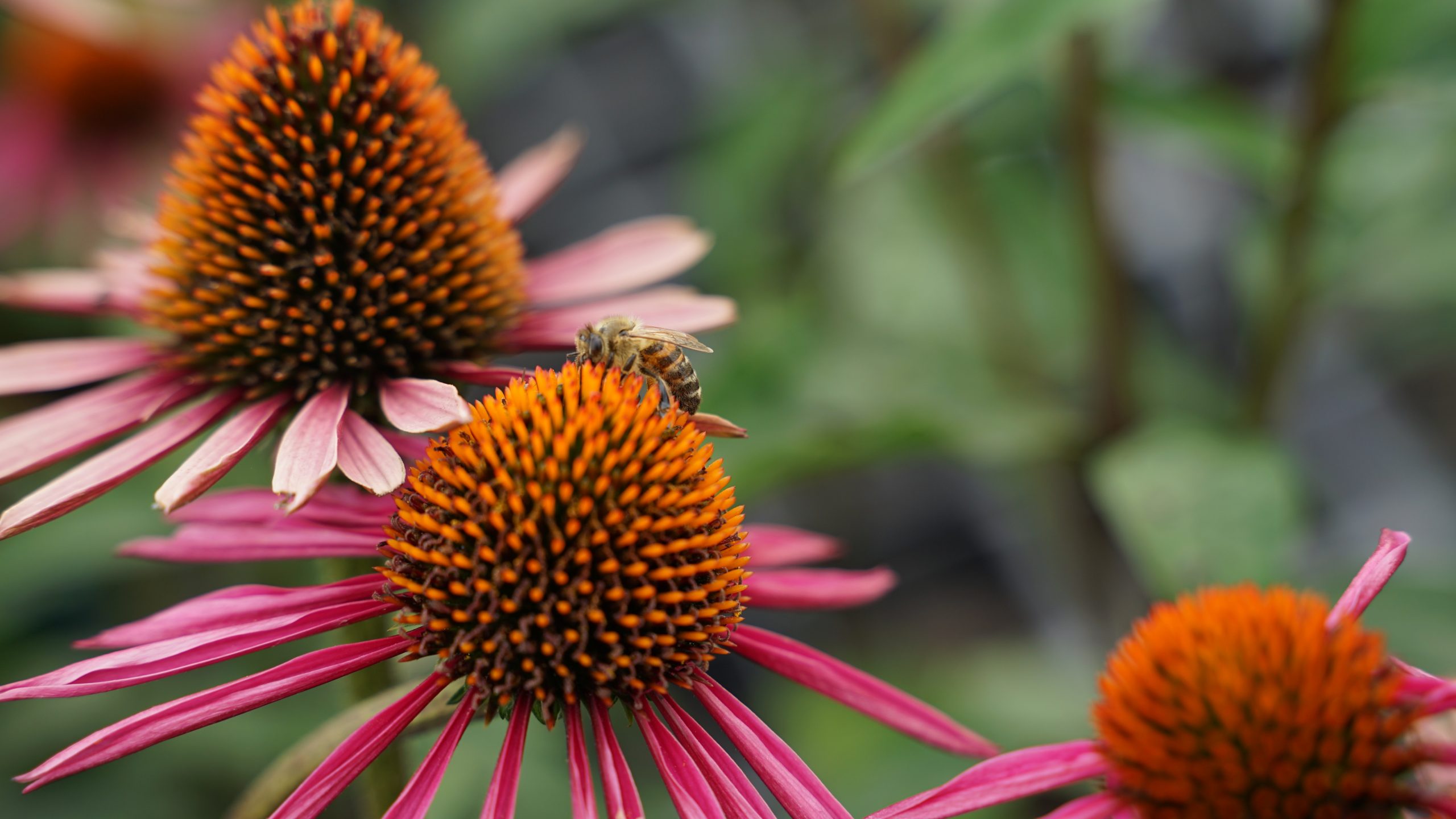 1682_echinacea_purpurea_js_pica_bella_SS_005.jpeg