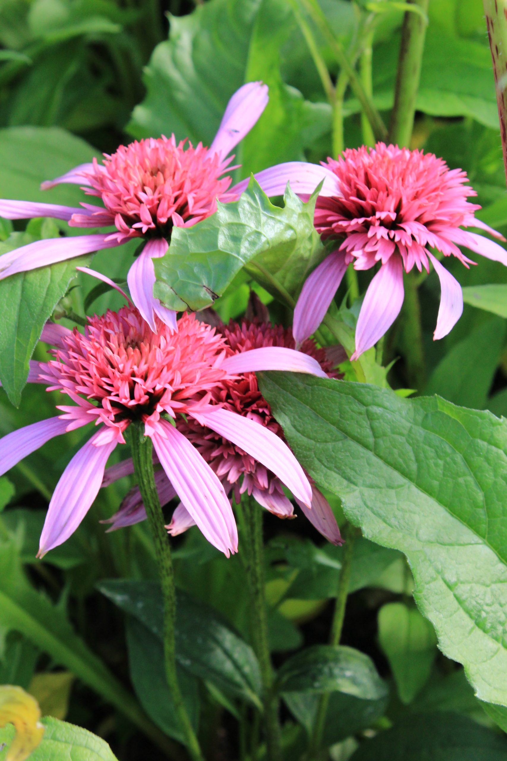 1683_echinacea_purpurea_pink_double_delight_SS_001.jpeg