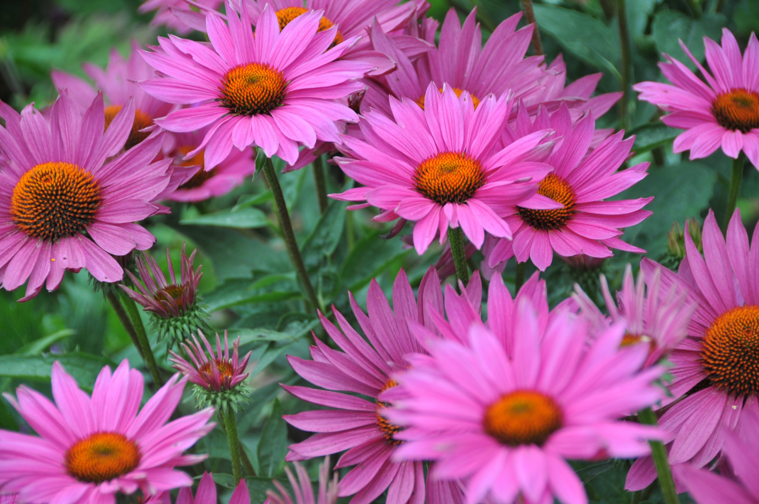 1689_echinacea_purpurea_js_roho_SS_002.jpeg