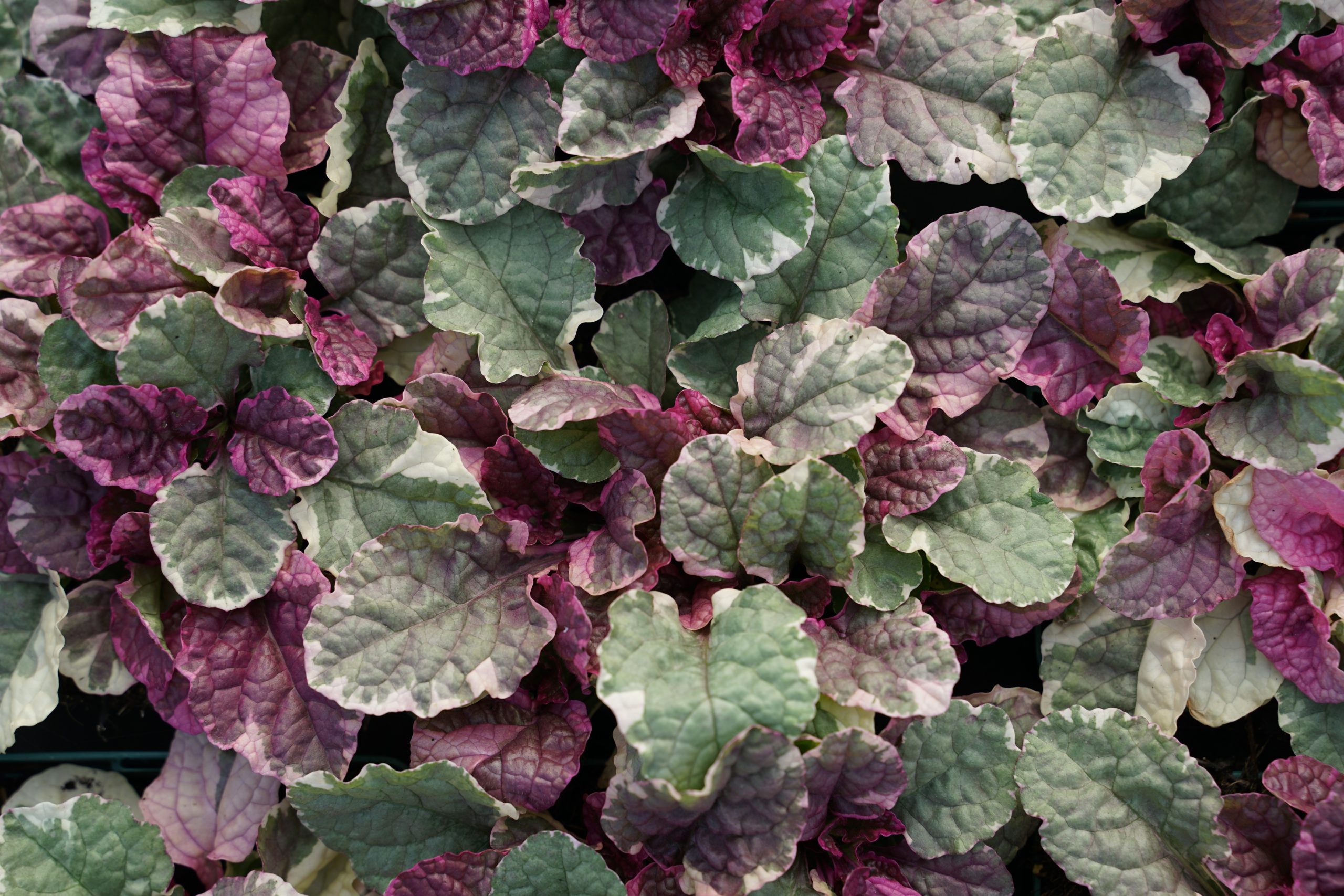 168_ajuga_reptans_burgundy_glow_SS_005.jpeg