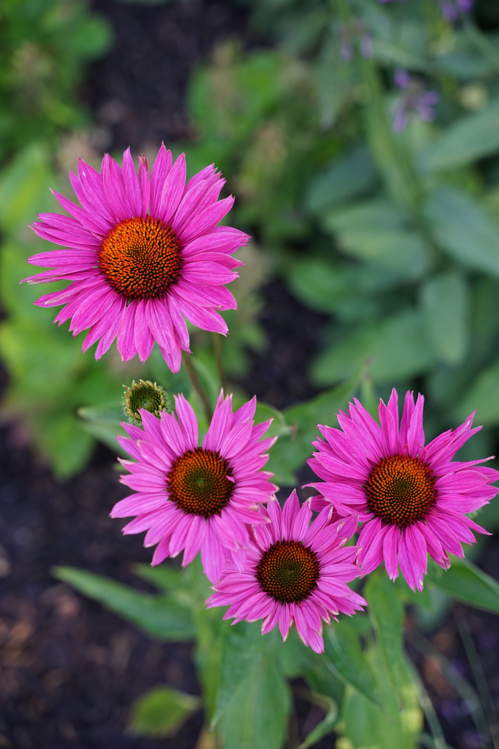 1690_echinacea_purpurea_js_roho_SS_003.jpeg