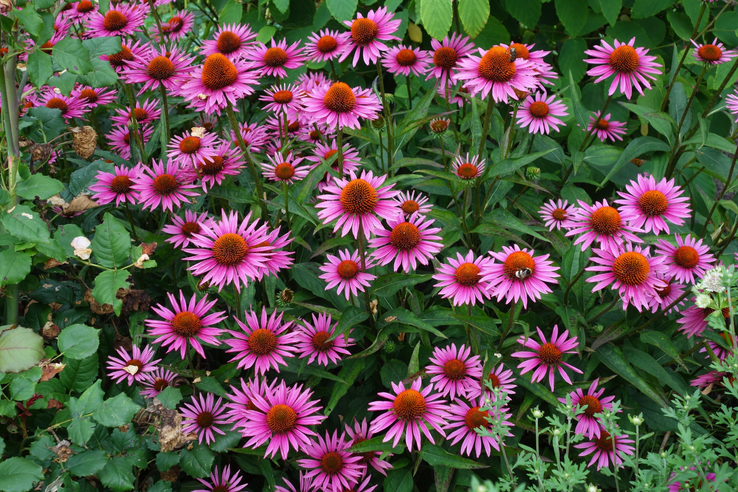 1692_echinacea_purpurea_js_roho_SS_005.jpeg