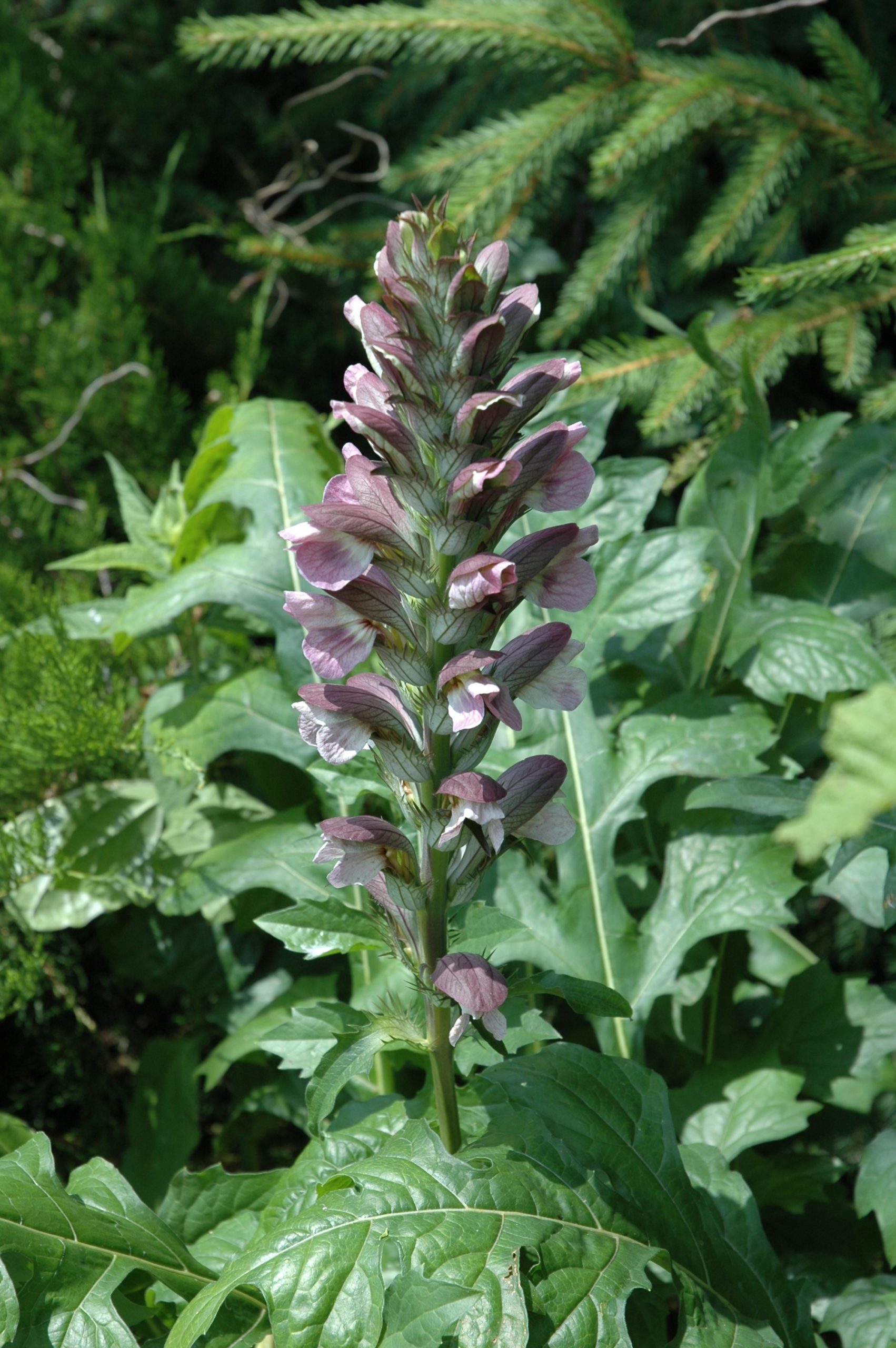16_acanthus_mollis_XS_003.jpeg