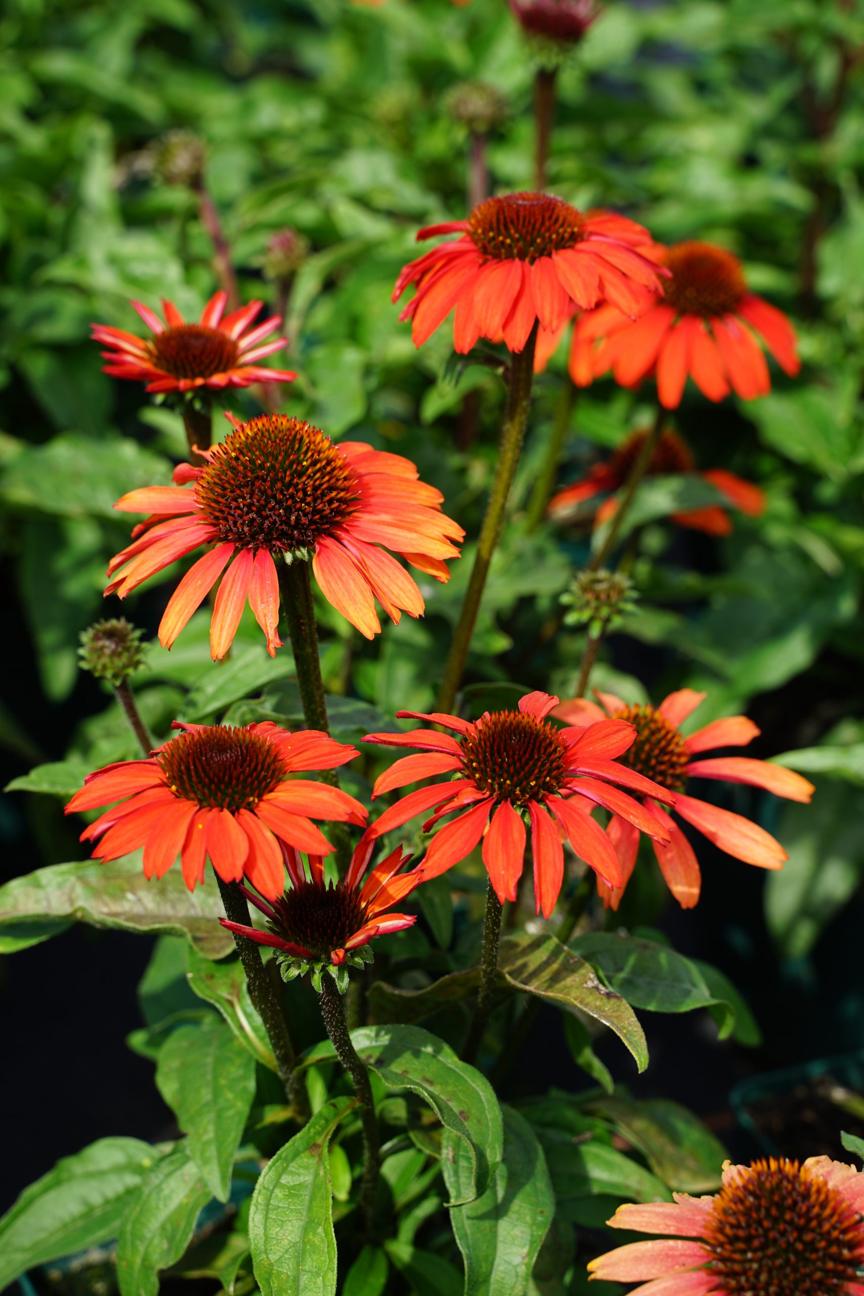 1701_echinacea_purpurea_sunseekers_orange_SS_001.jpeg