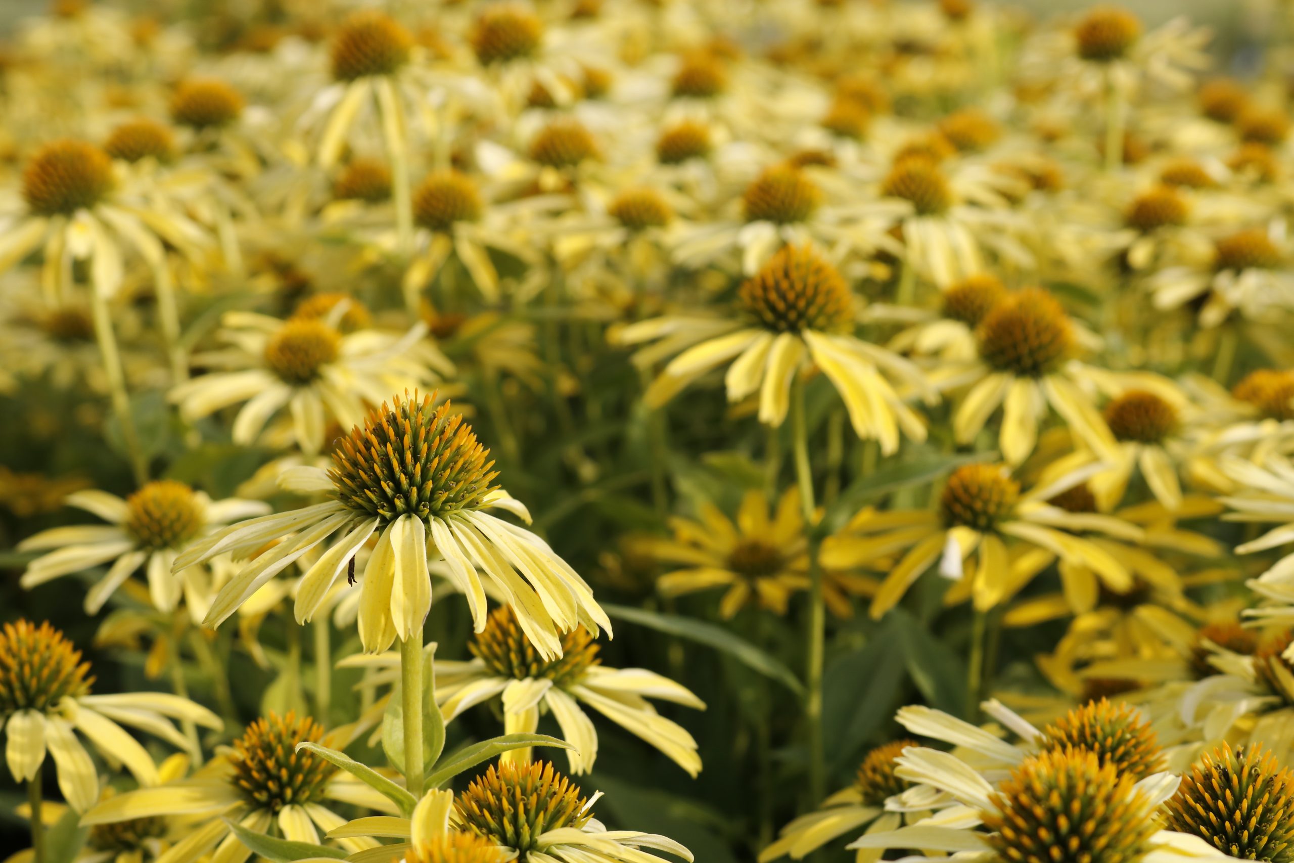 1705_echinacea_purpurea_sunseekers_yellow_XS_003.jpeg