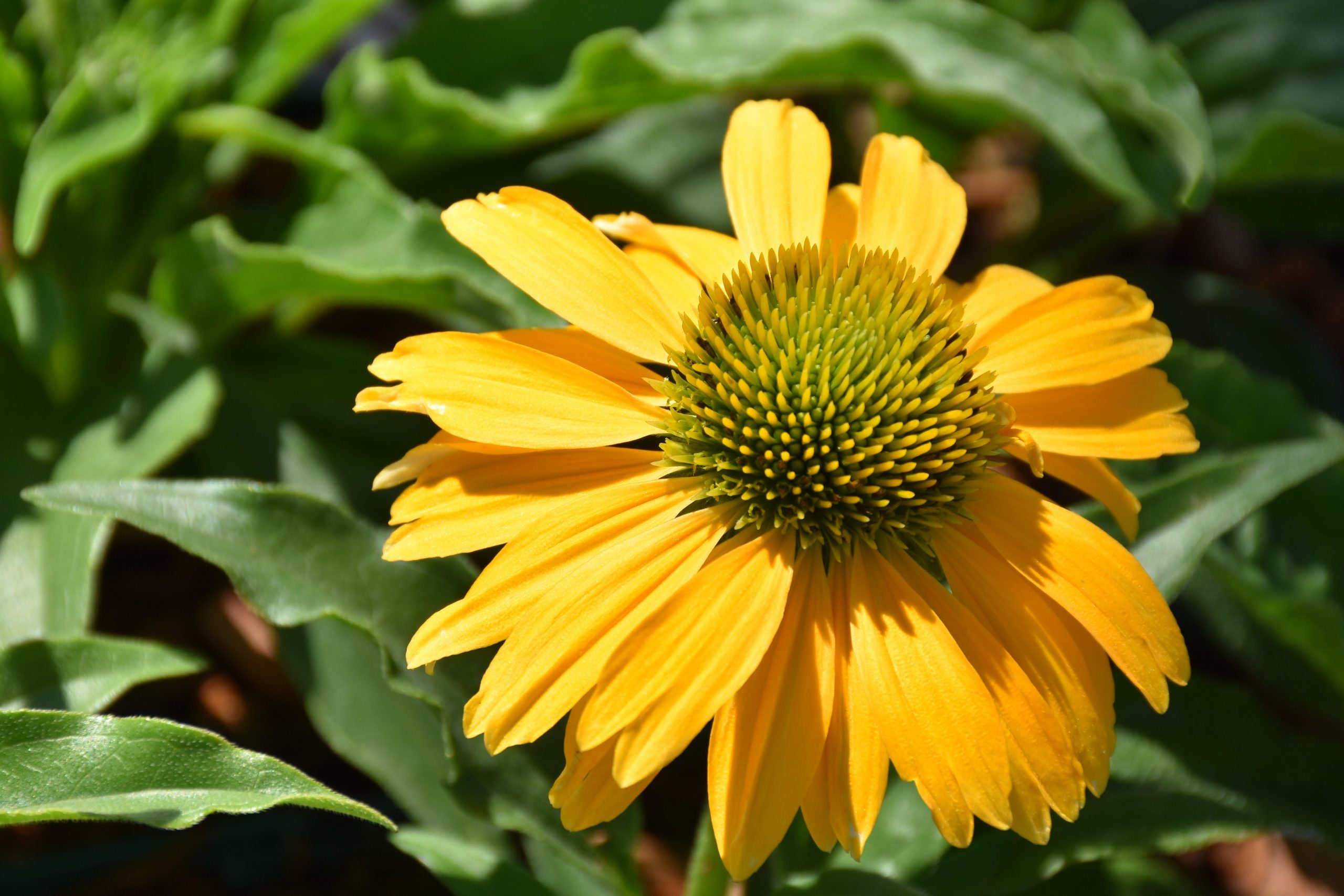 1706_echinacea_cultorum_sunseekers_yellow_XS_005.jpeg