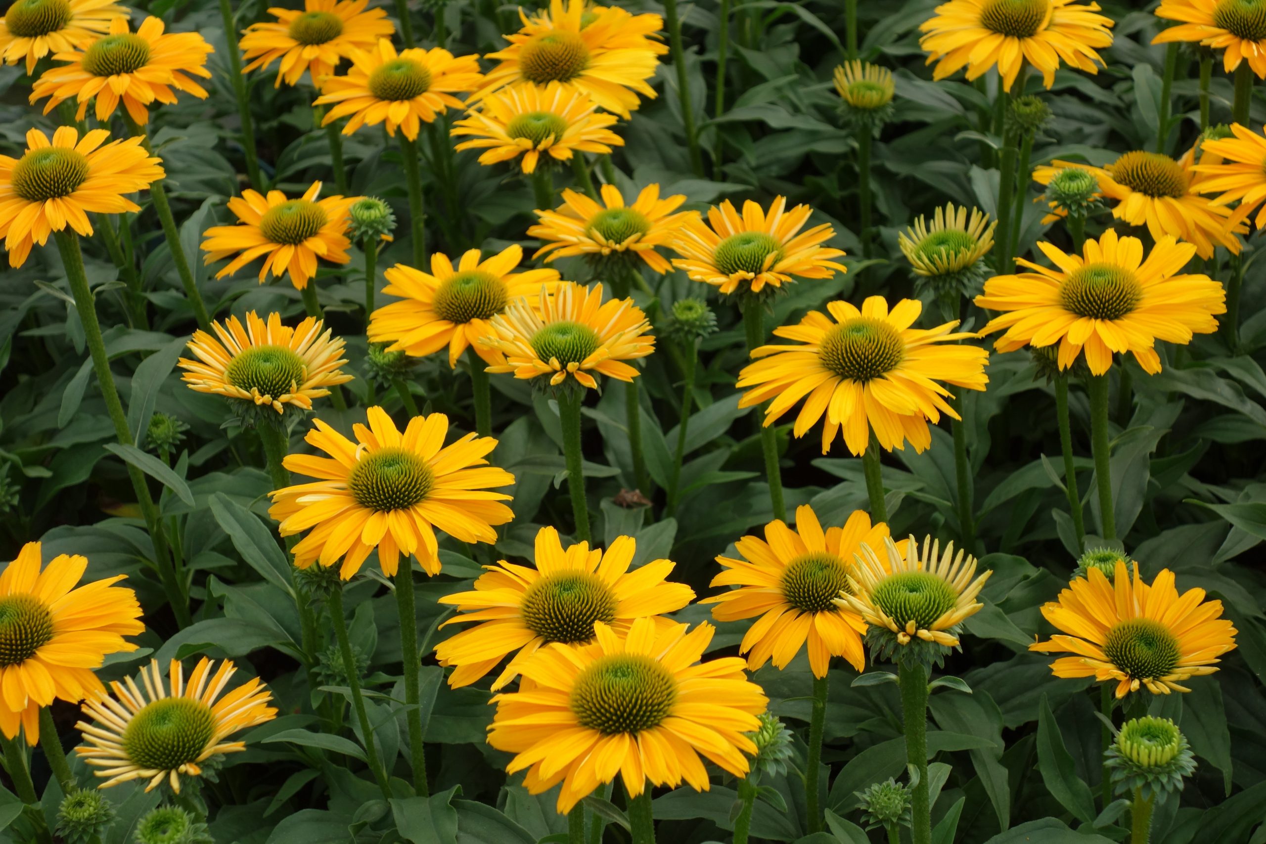1707_echinacea_sunseekers_yellow_SS_007.jpeg