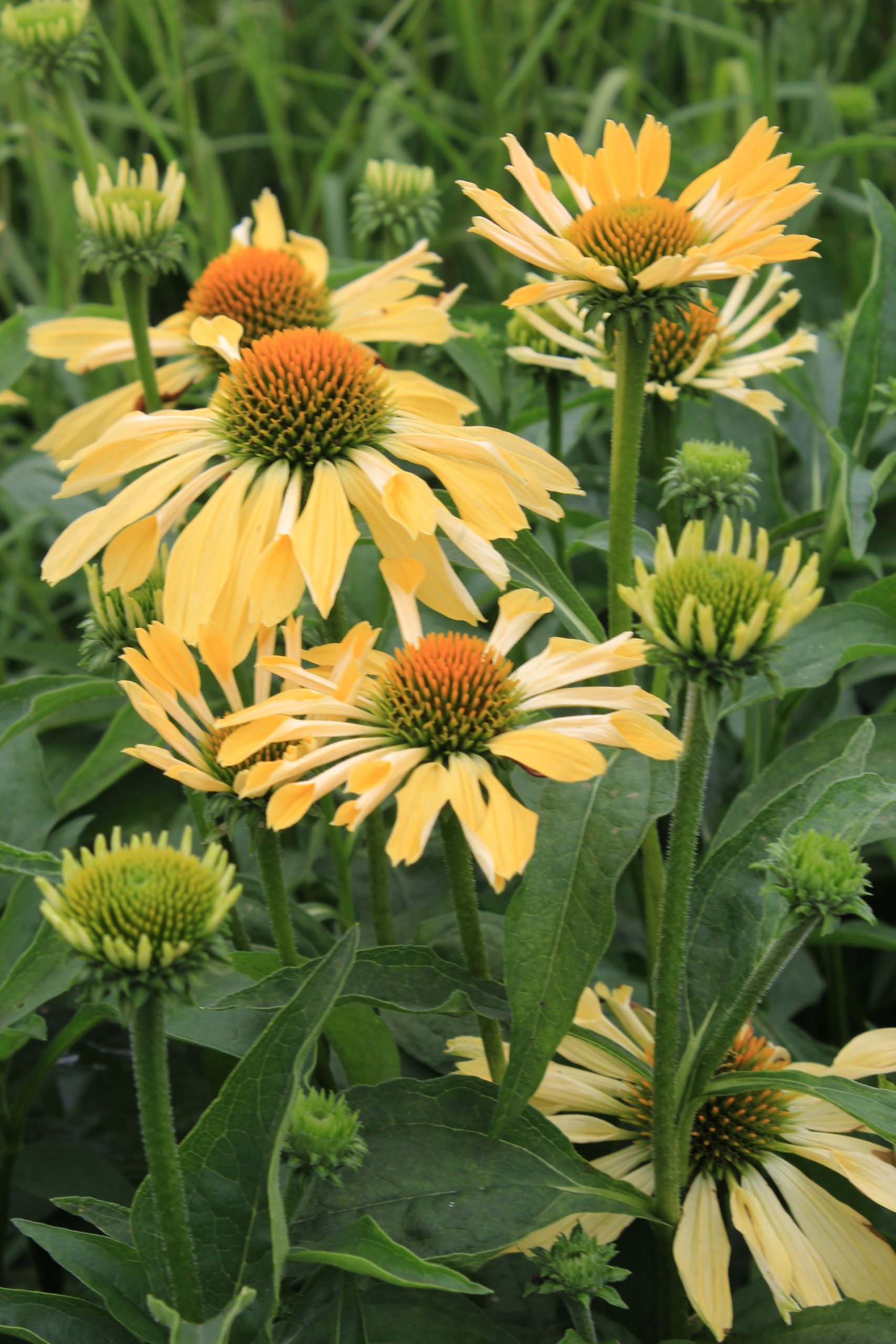 1711_echinacea_purpurea_sunrise_SS_002.jpeg