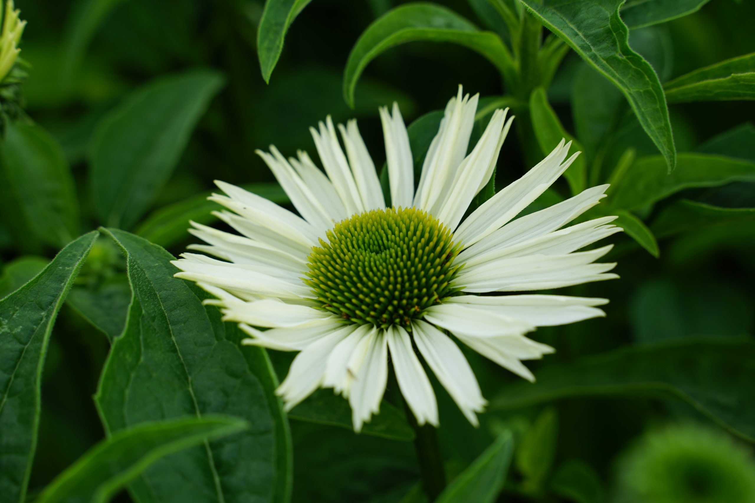 1725_echinacea_purpurea_virgin_SS_001.jpeg