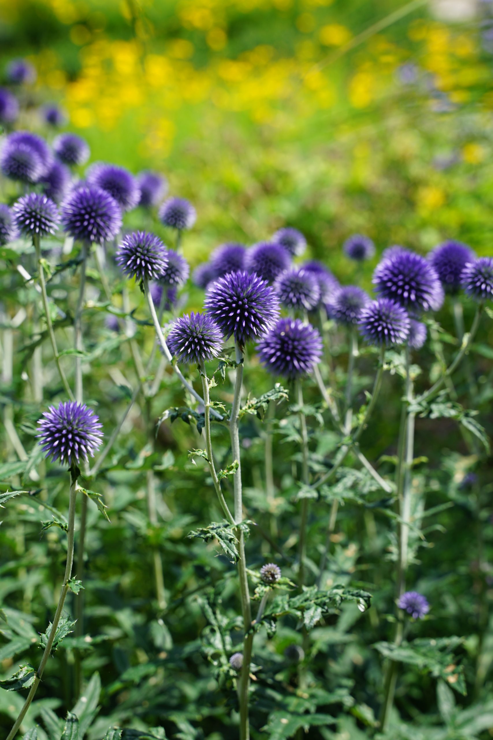1733_echinops_ritro_veitchs_blue_SS_001.jpeg