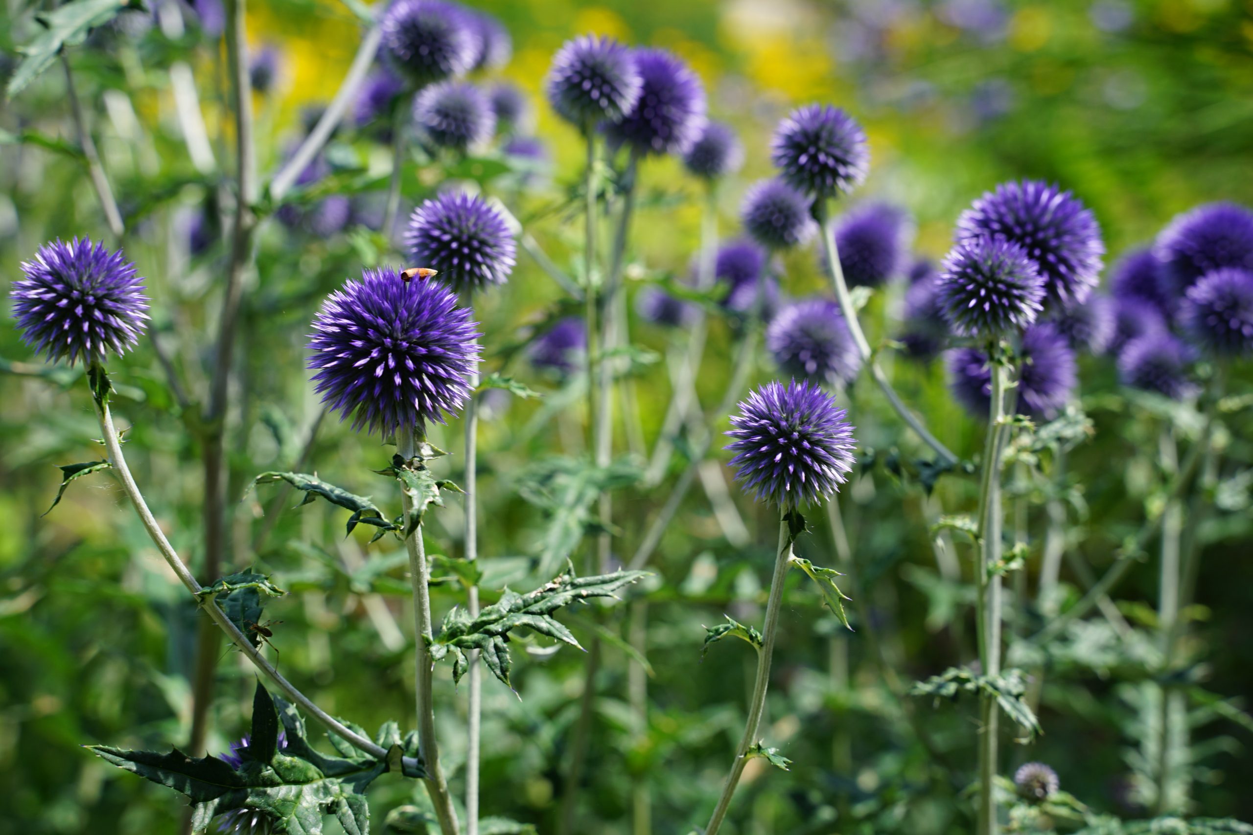 1734_echinops_ritro_veitchs_blue_SS_002.jpeg