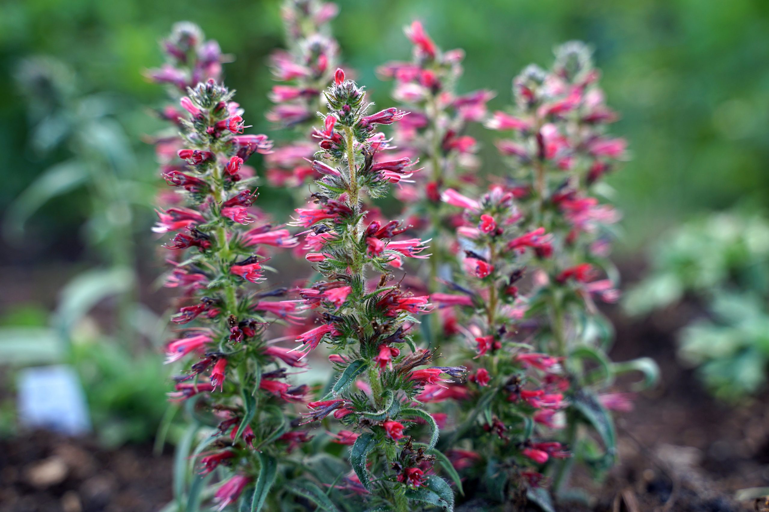 1735_echium_amoenum_red_feathers_SS_001.jpeg