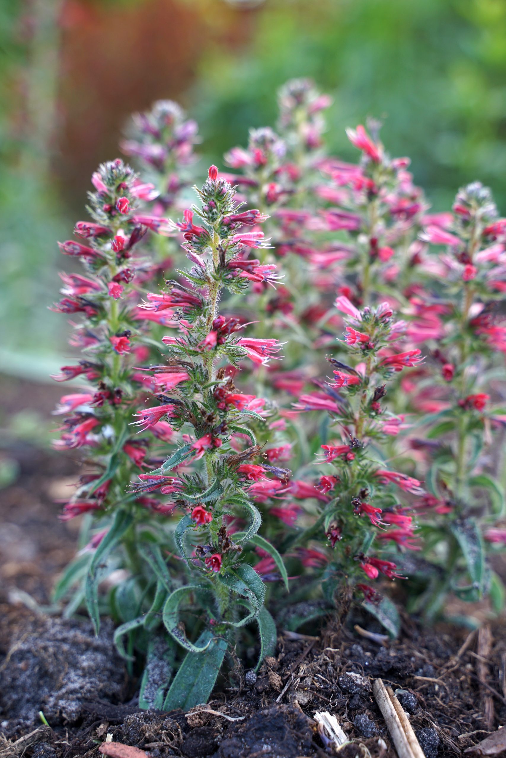 1736_echium_amoenum_red_feathers_SS_002.jpeg