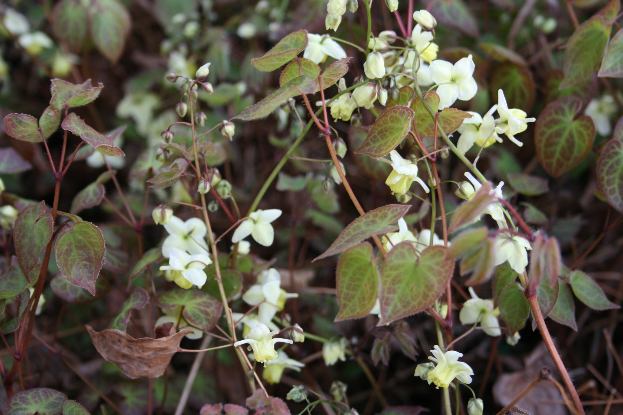 1743_epimedium_pinnatum_SS_001.jpeg