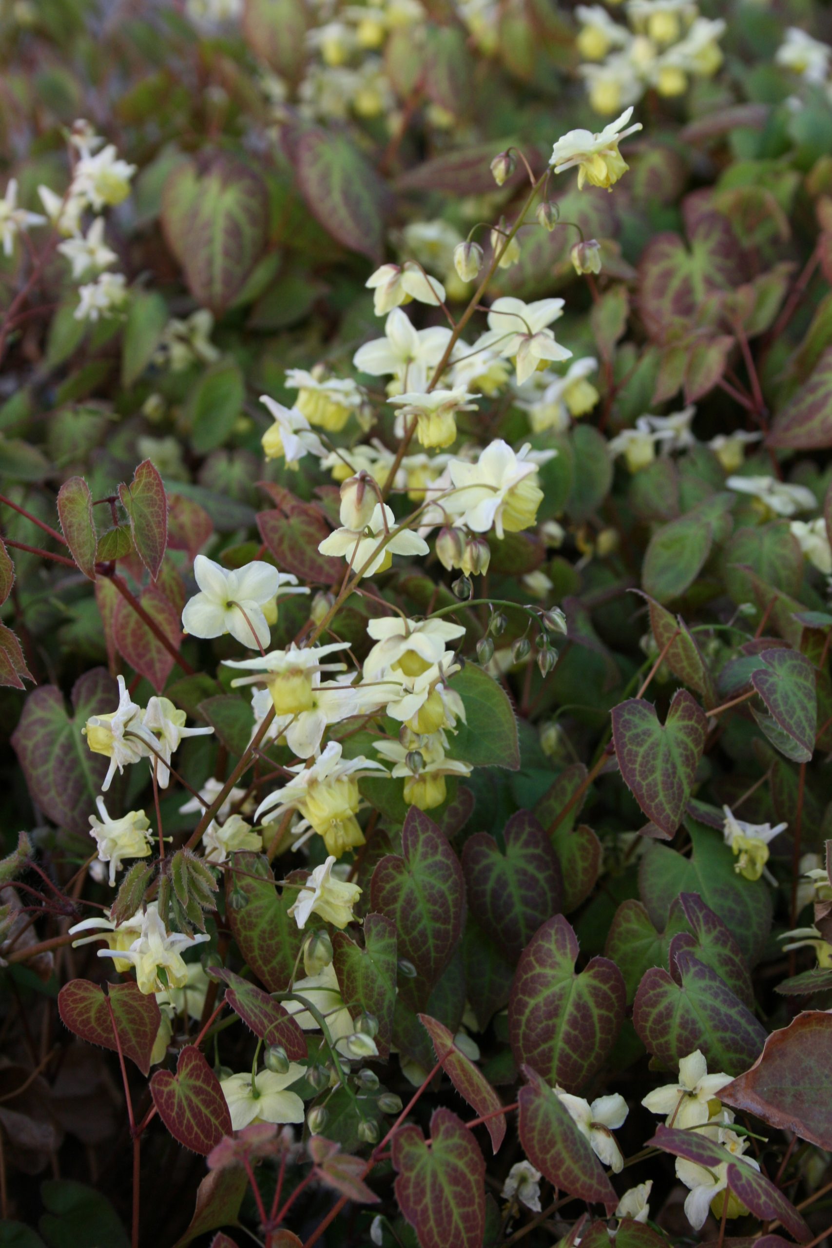 1744_epimedium_pinnatum_SS_002.jpeg