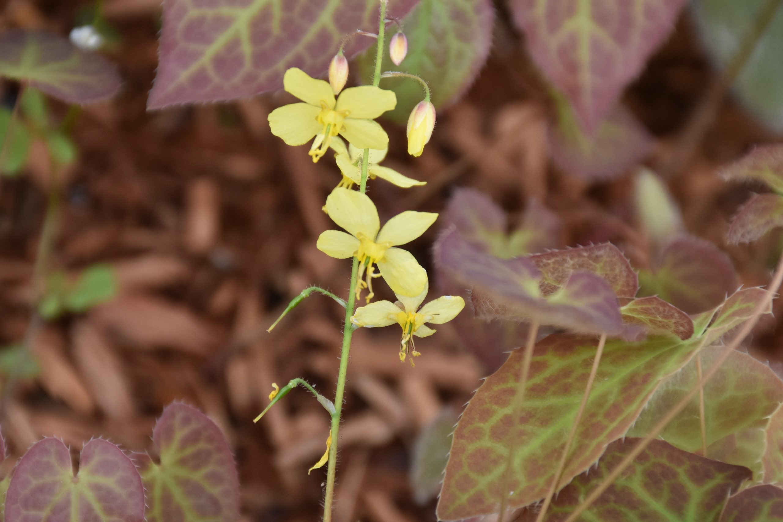 1745_epimedium_pinnatum_XS_003.jpeg