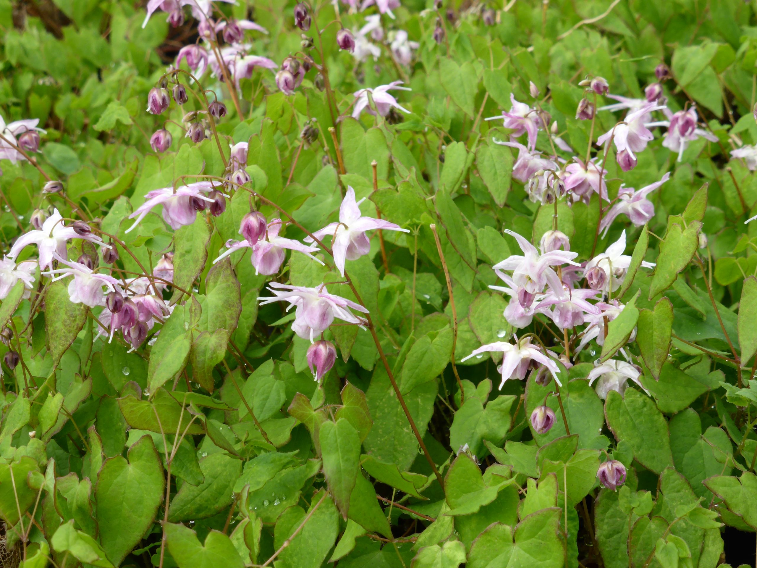 1747_epimedium_grandiflorum_akebono_SS_001.jpeg