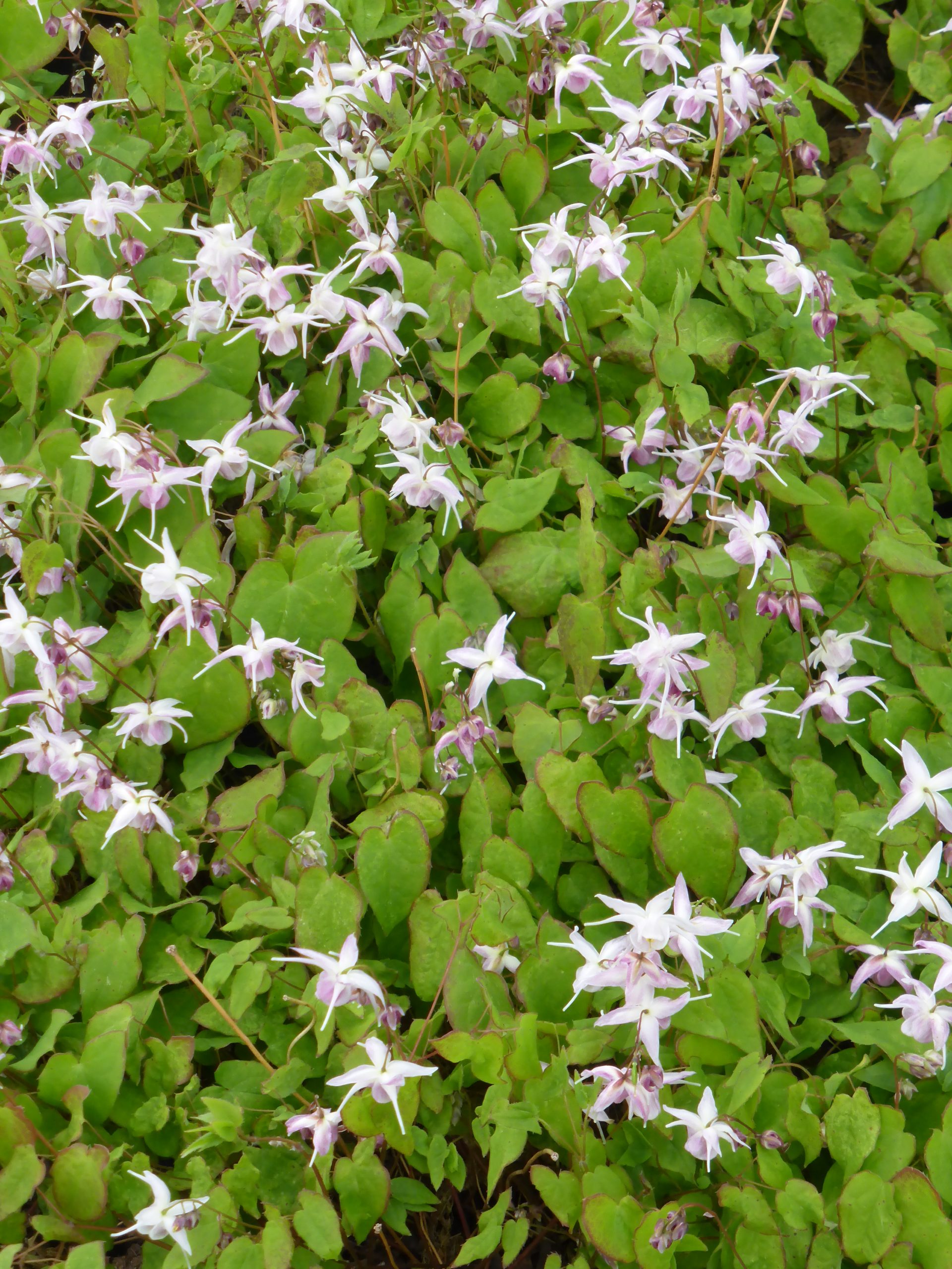 1748_epimedium_grandiflorum_akebono_SS_002.jpeg