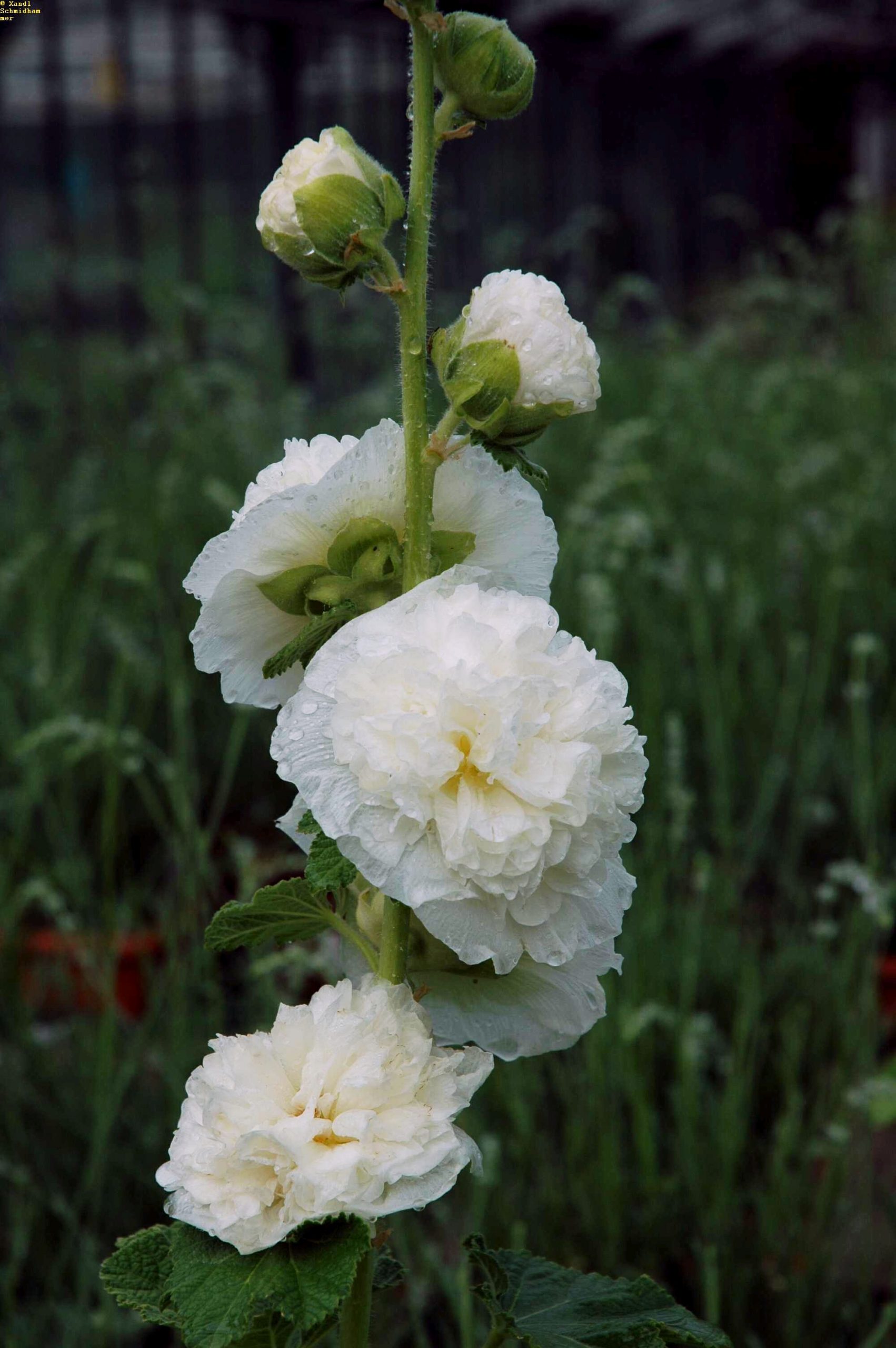 176_alcea_rosea_pleniflora_weiss_XS_001.jpeg