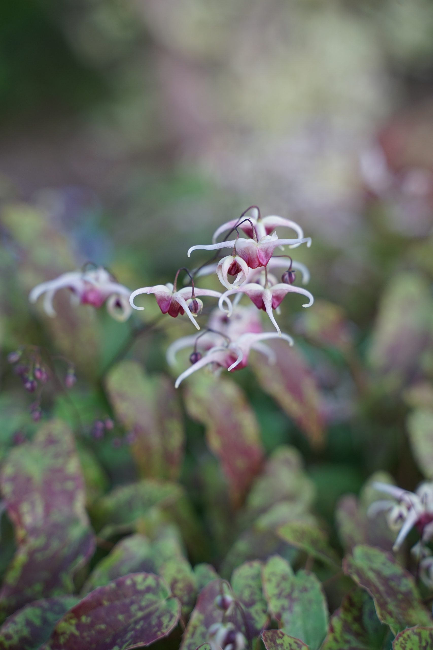1785_epimedium_cultorum_domino_SS_006.jpeg