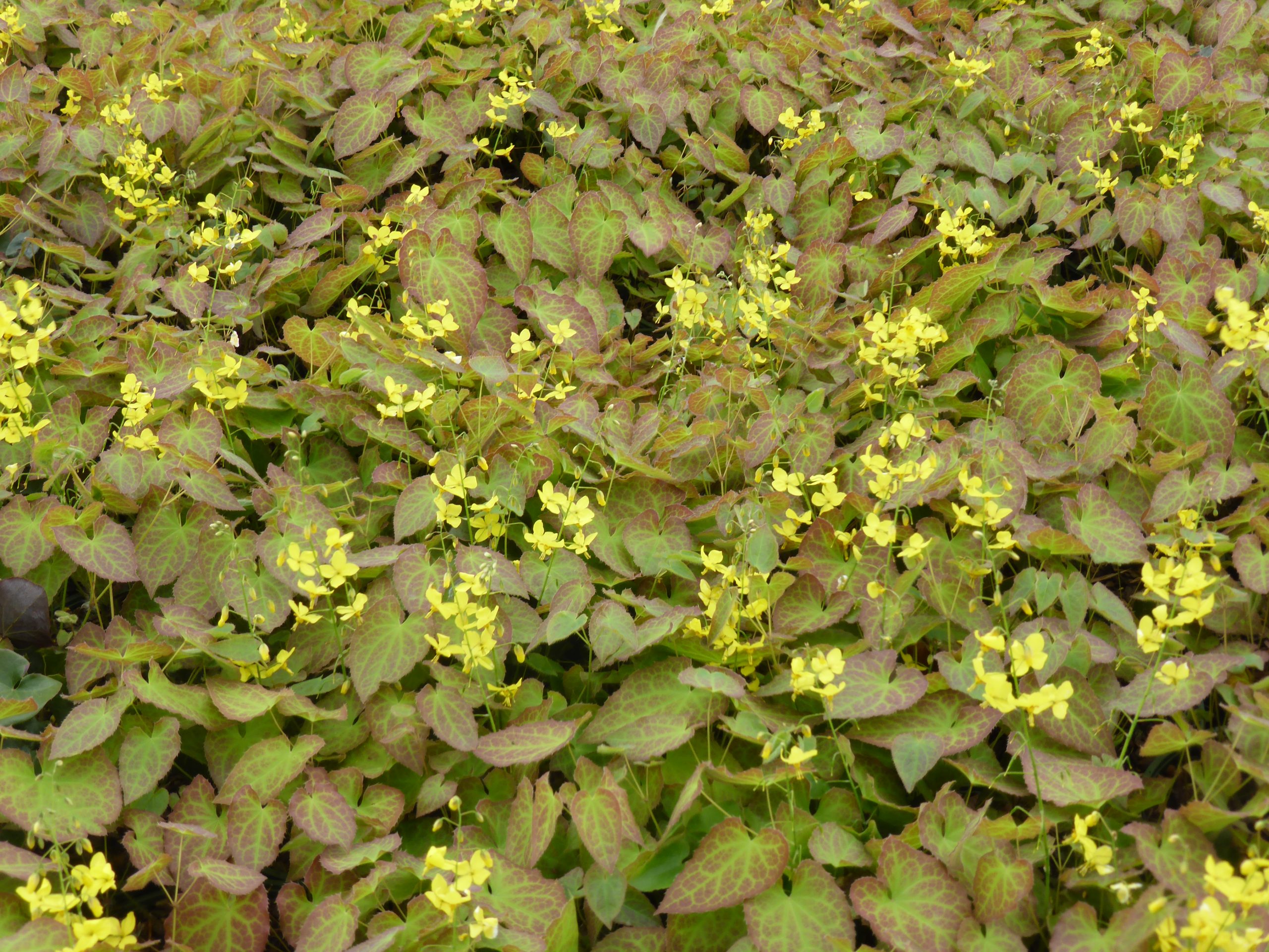 1790_epimedium_perralchicum_frohnleiten_SS_003.jpeg