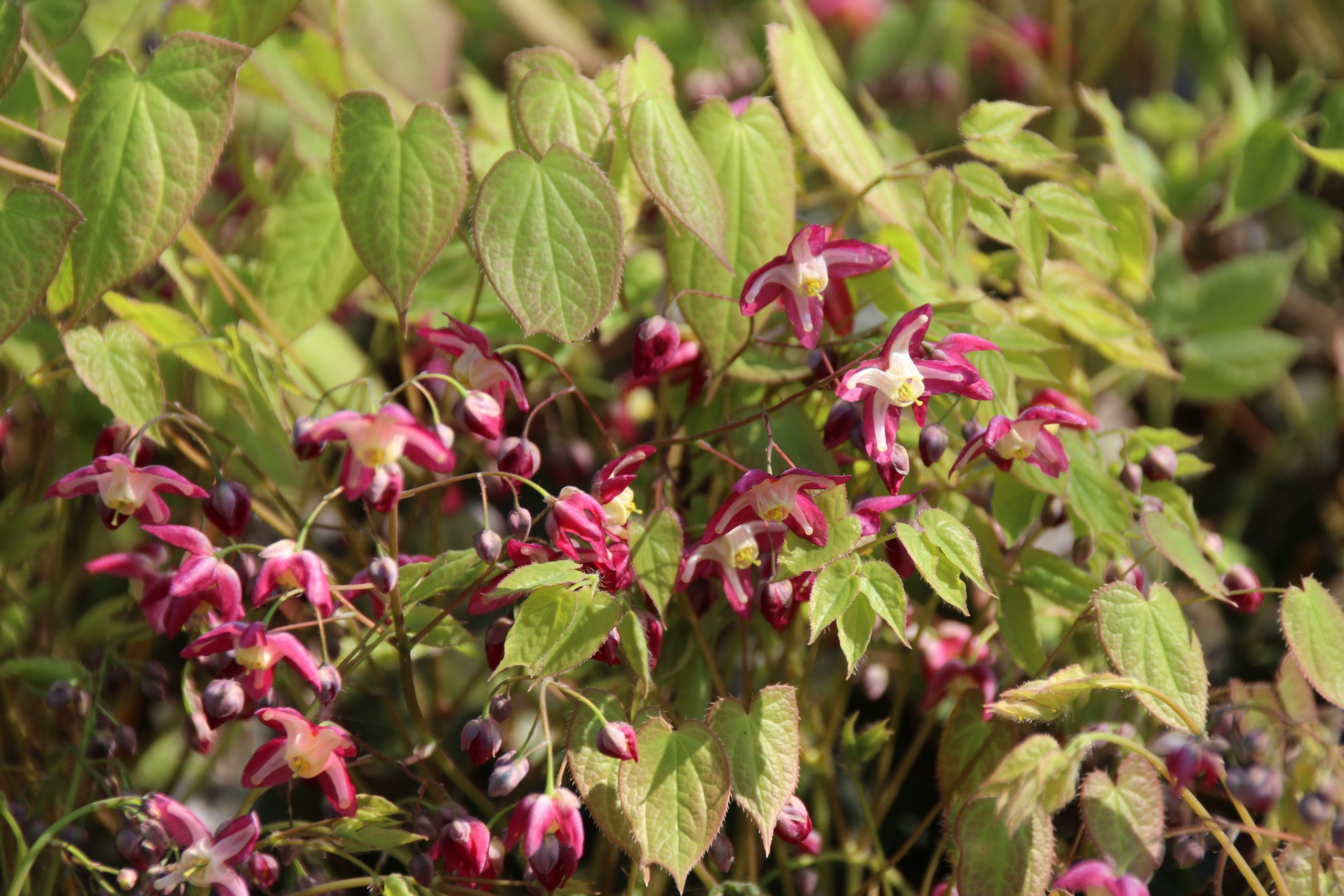 1797_epimedium_rubrum_galadriel_SS_001.jpeg