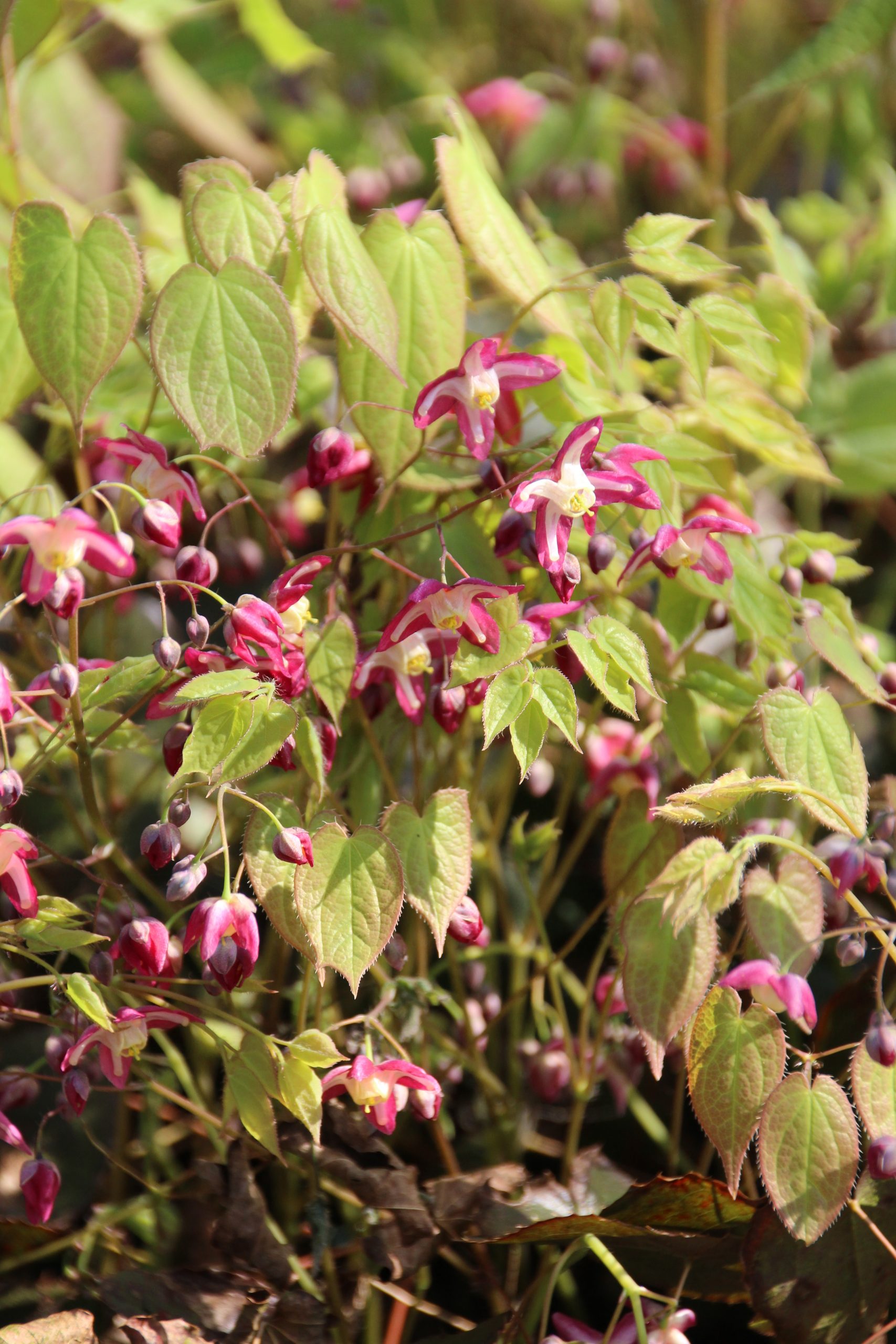 1798_epimedium_rubrum_galadriel_SS_002.jpeg