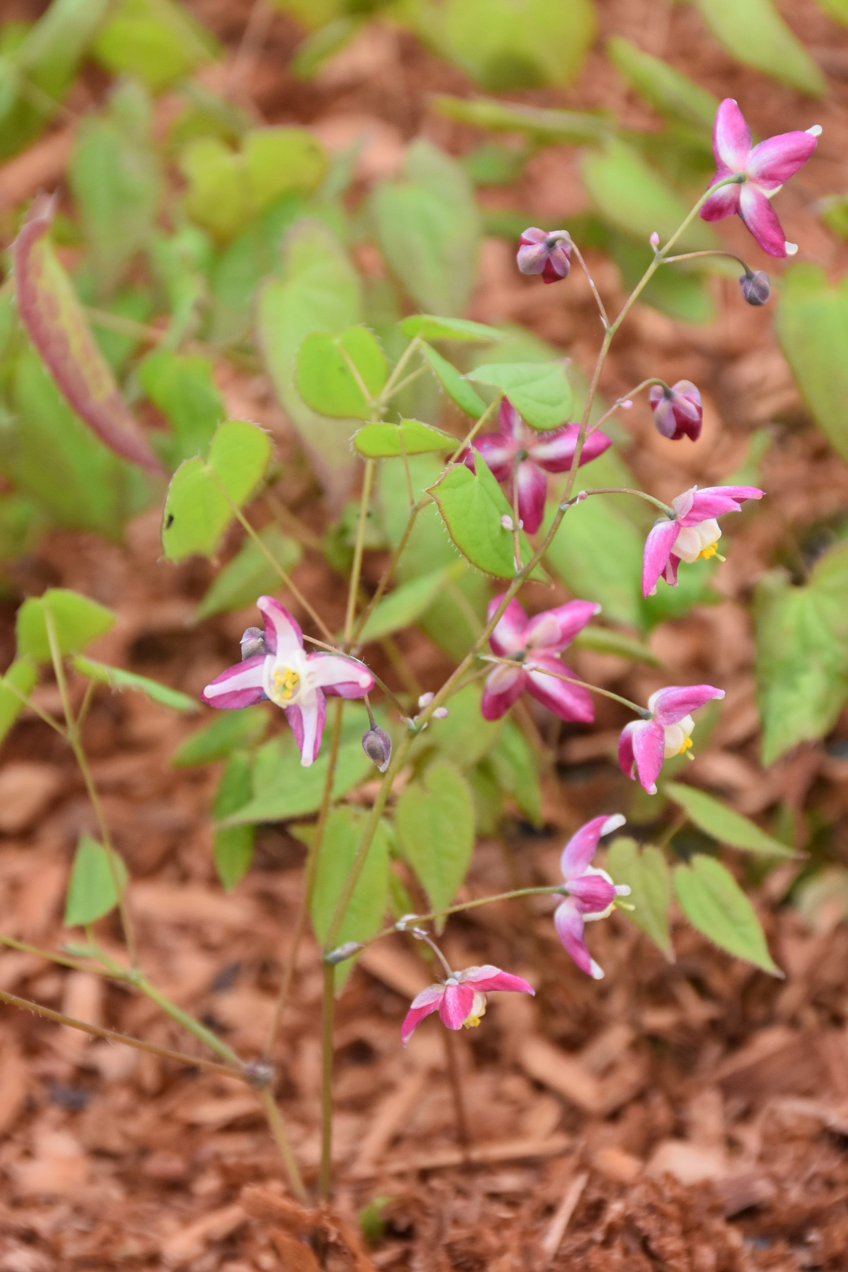 1799_epimedium_rubrum_galadriel_XS_003.jpeg