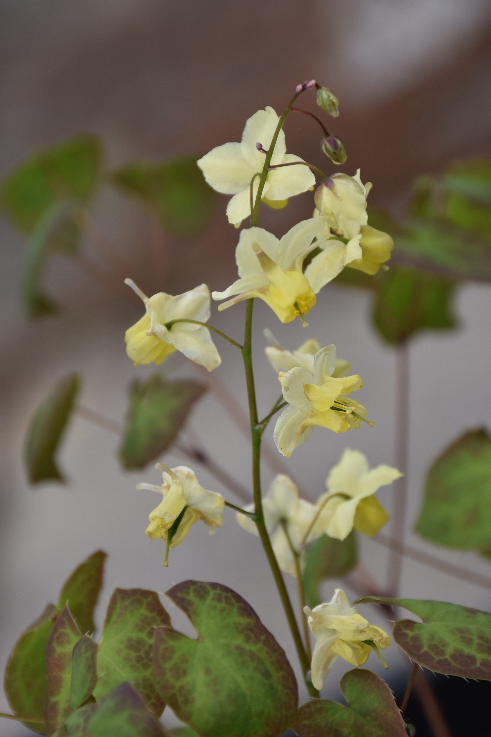 1803_epimedium_versicolor_sulphureum_XS_004.jpeg