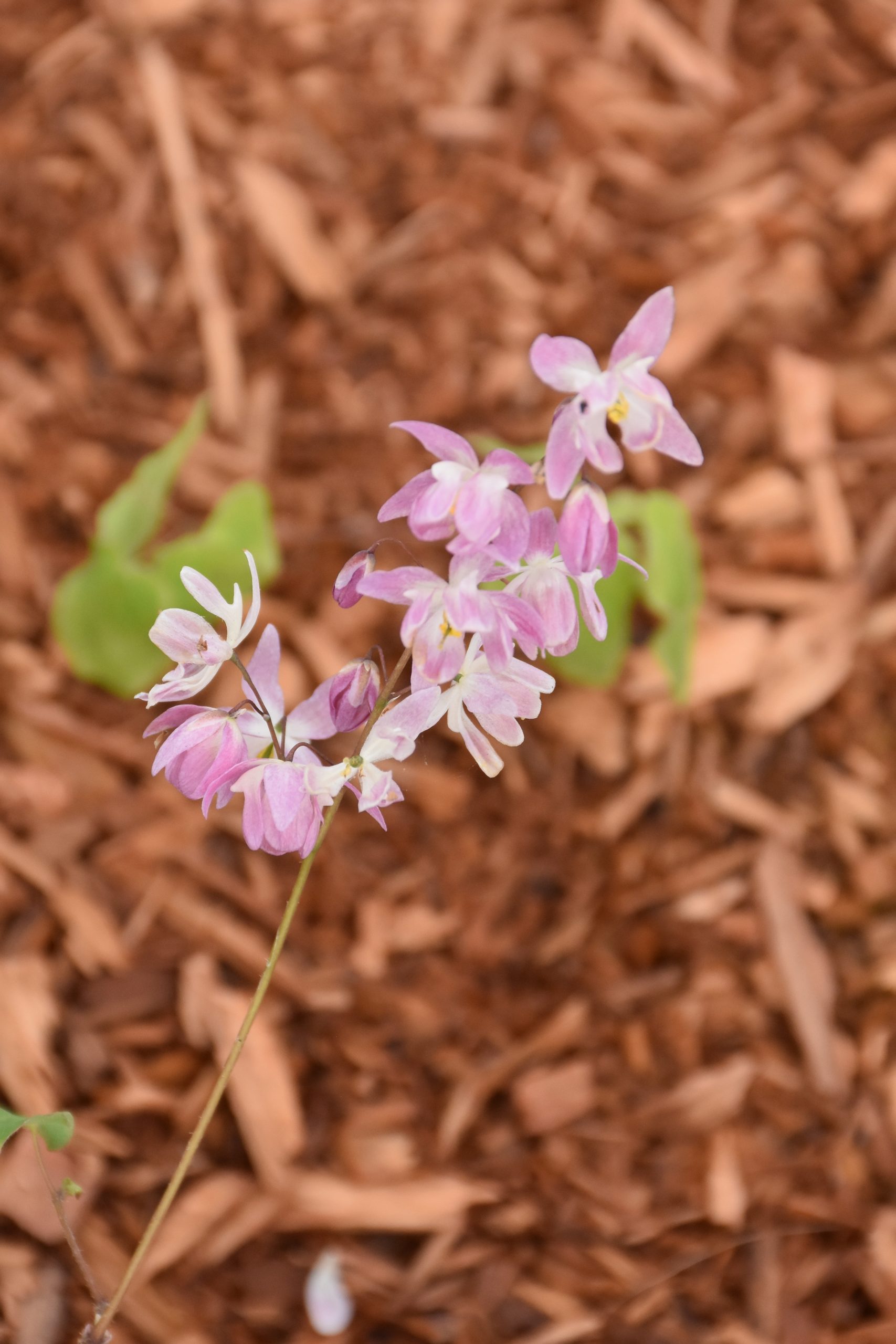 1812_epimedium_youngianum_roseum_XS_002.jpeg
