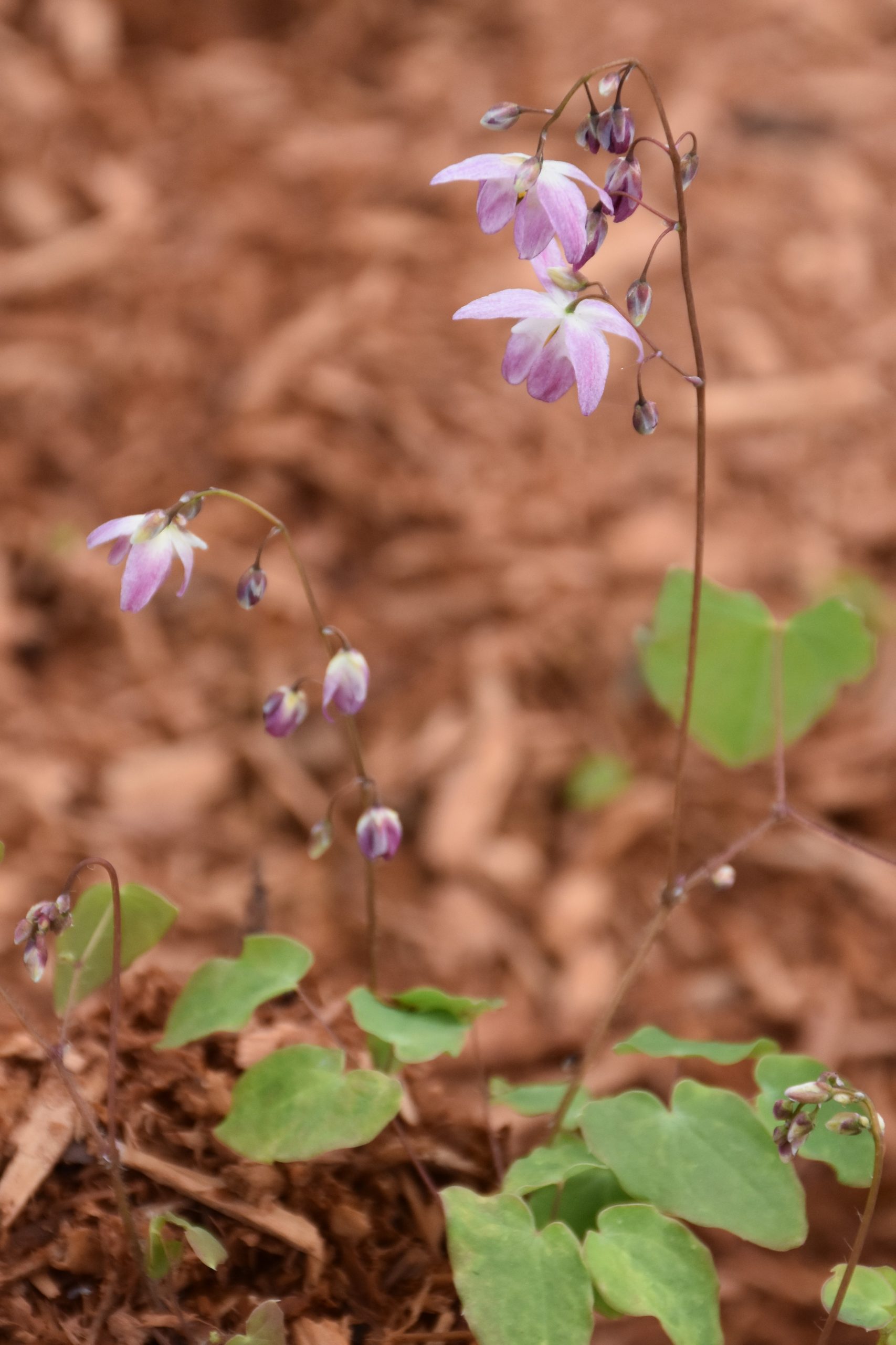 1813_epimedium_youngianum_roseum_XS_003.jpeg
