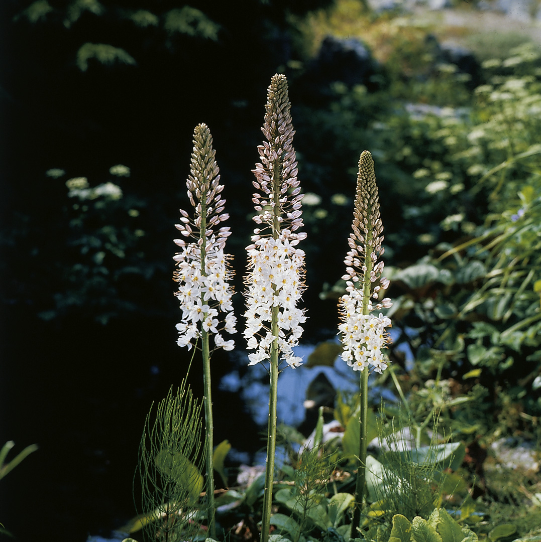 1824_eremurus_robustus_ZK_001.jpeg