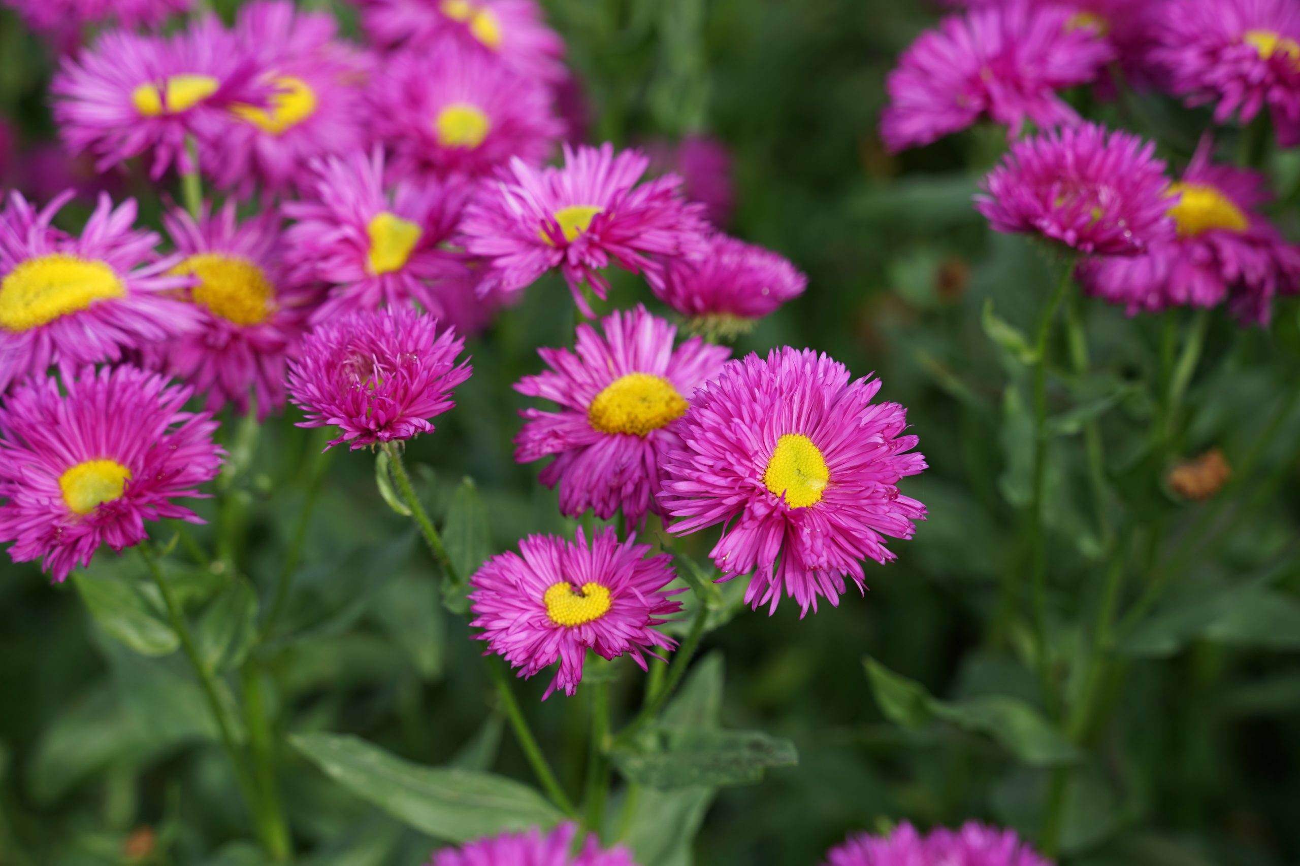 1835_erigeron_cultorum_karminstrahl_SS_001.jpeg