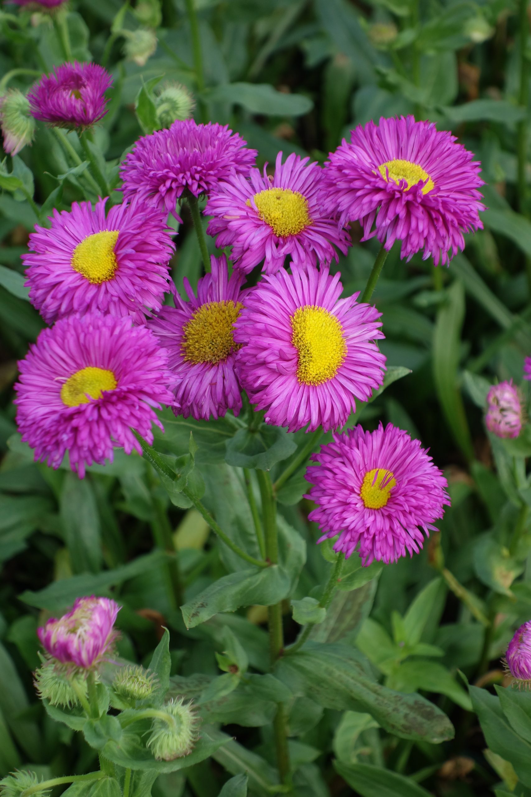 1836_erigeron_cultorum_karminstrahl_SS_002.jpeg