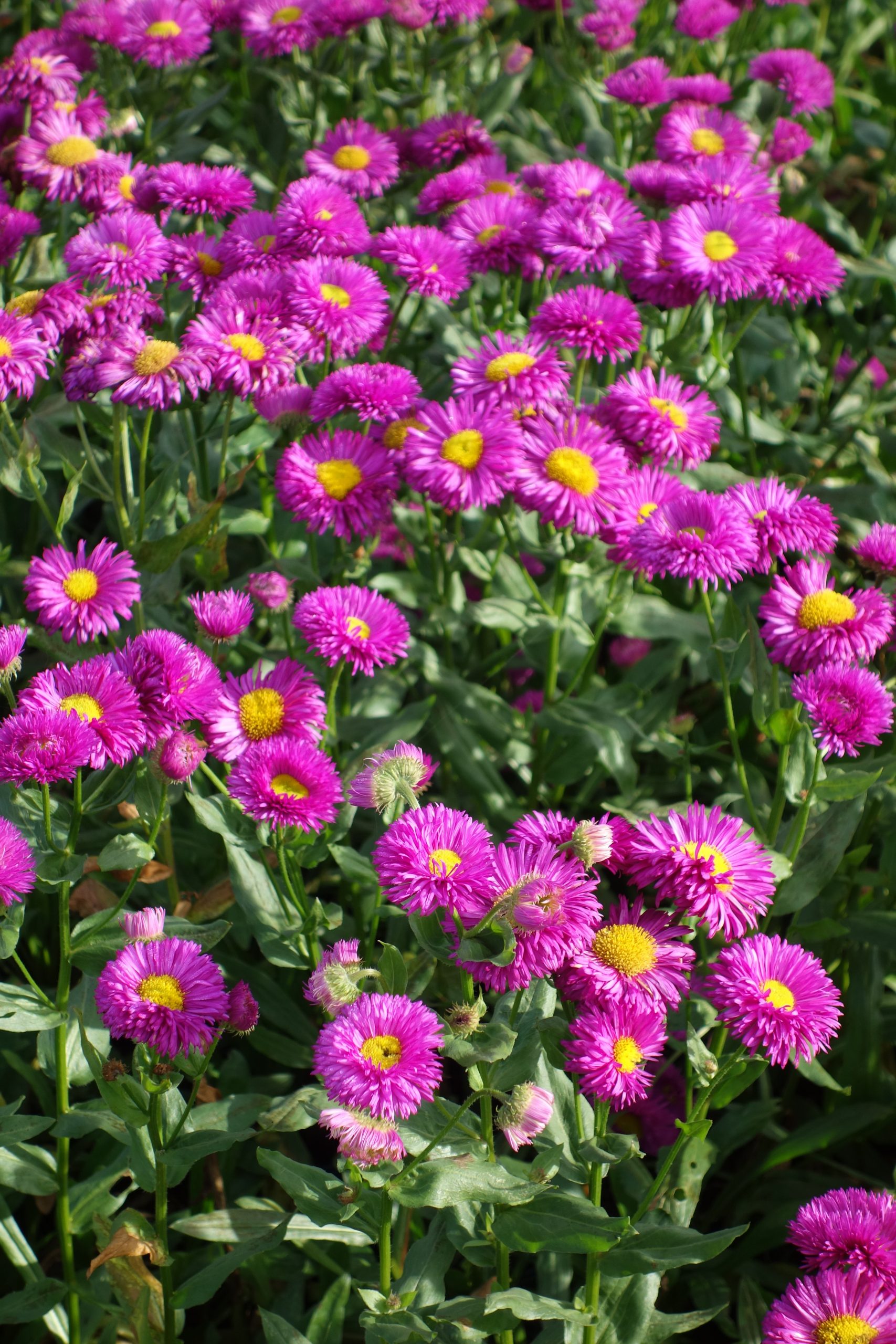 1837_erigeron_cultorum_karminstrahl_SS_003.jpeg