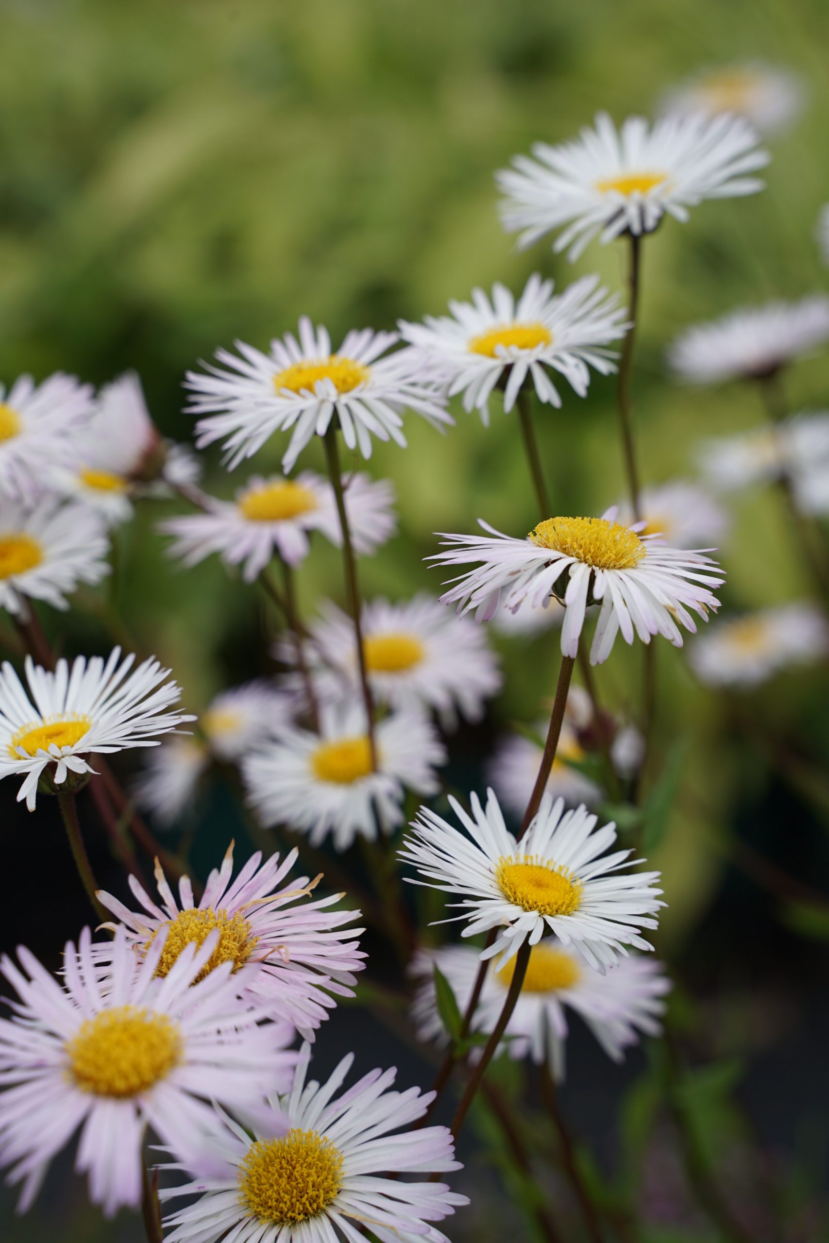 1838_erigeron_cultorum_sommerneuschnee_SS_001.jpeg